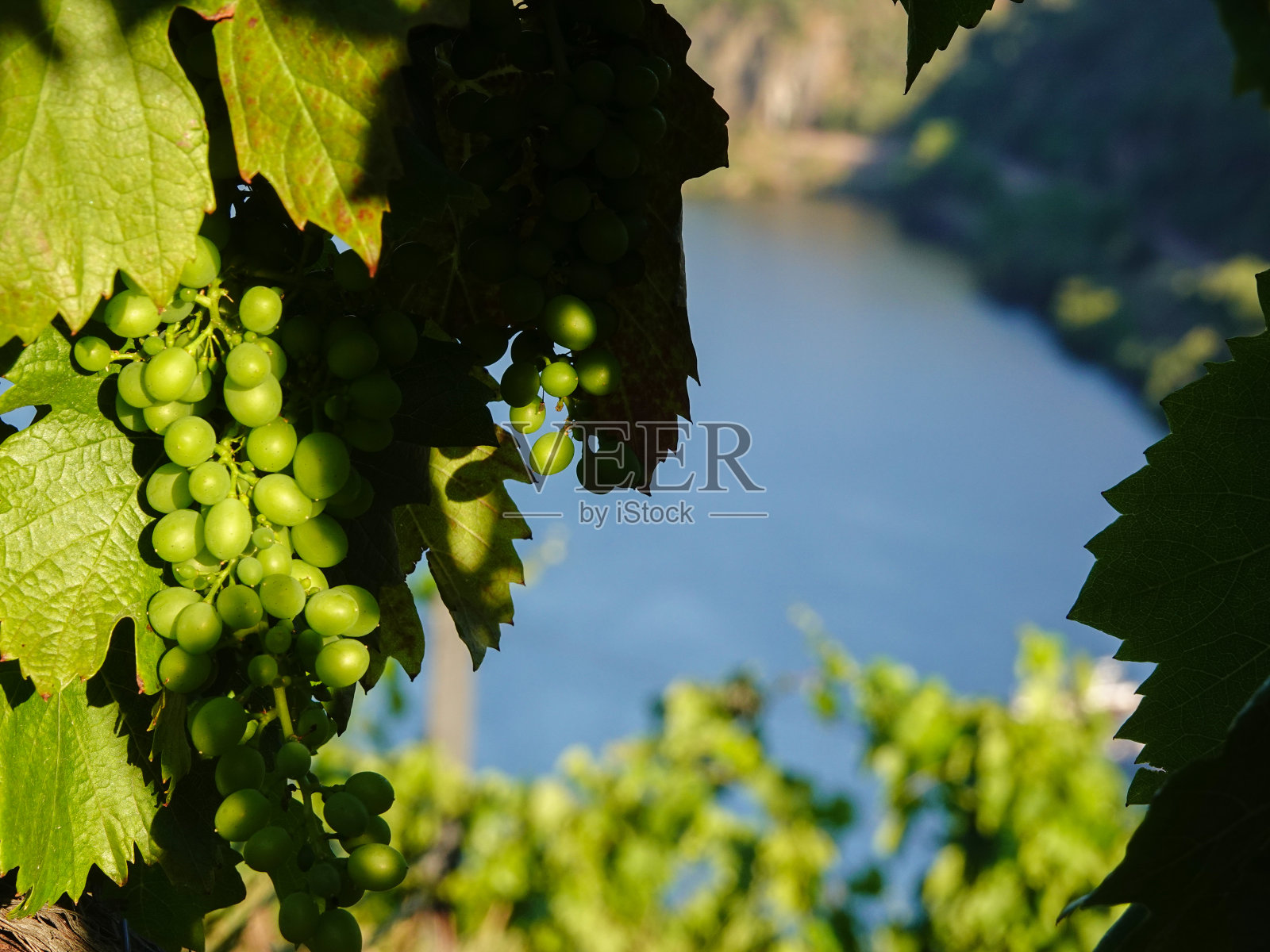 葡萄的特写，后面是杜罗河照片摄影图片