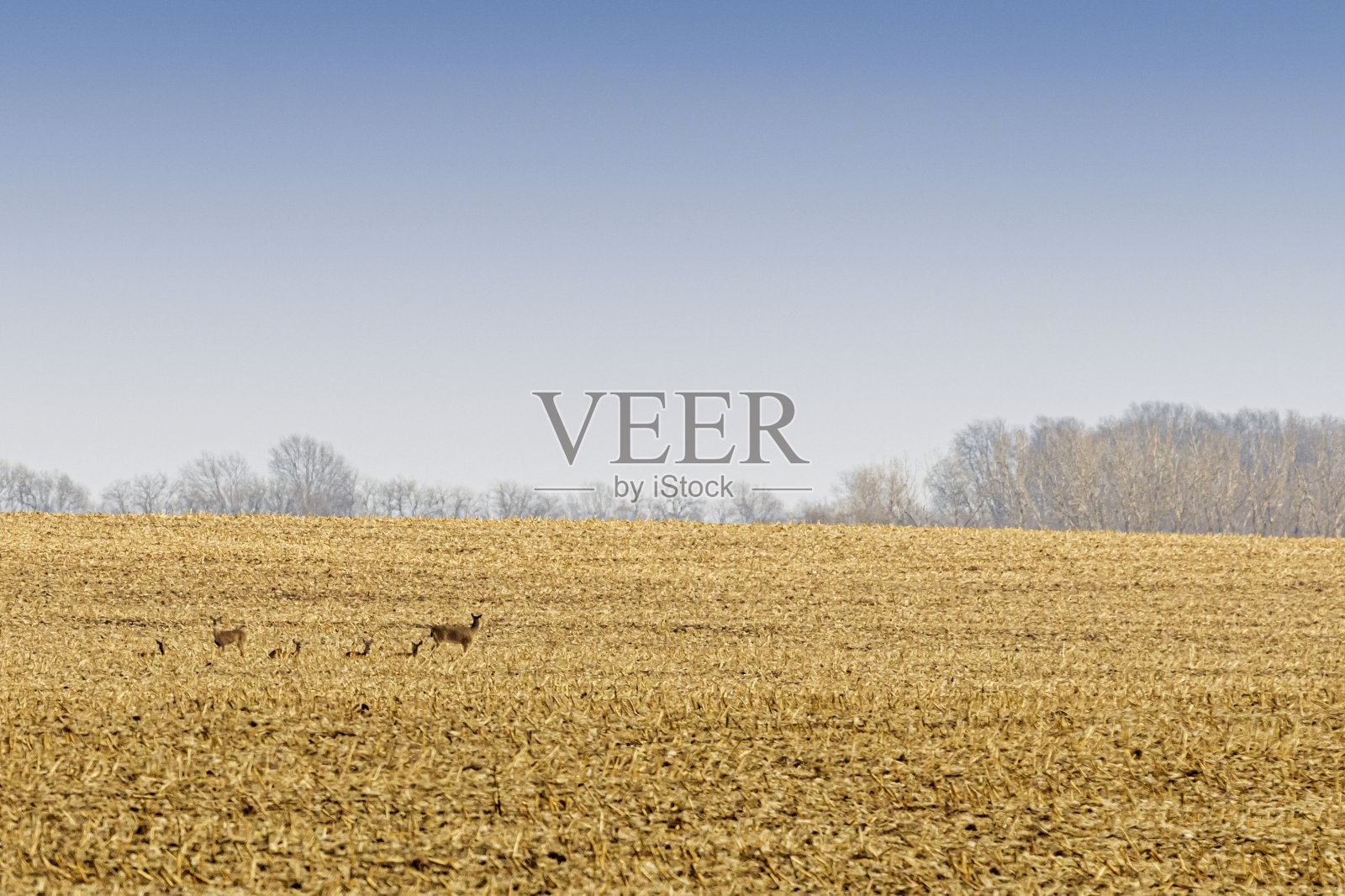 白尾鹿白尾鹿A1R_2356照片摄影图片