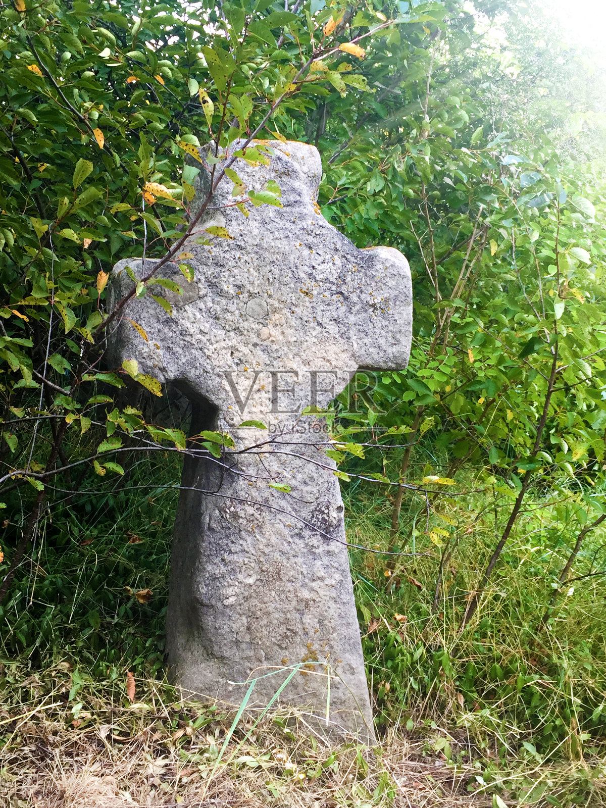 在一个古老的哥萨克墓地的绿树之间的古斯拉夫墓碑照片摄影图片