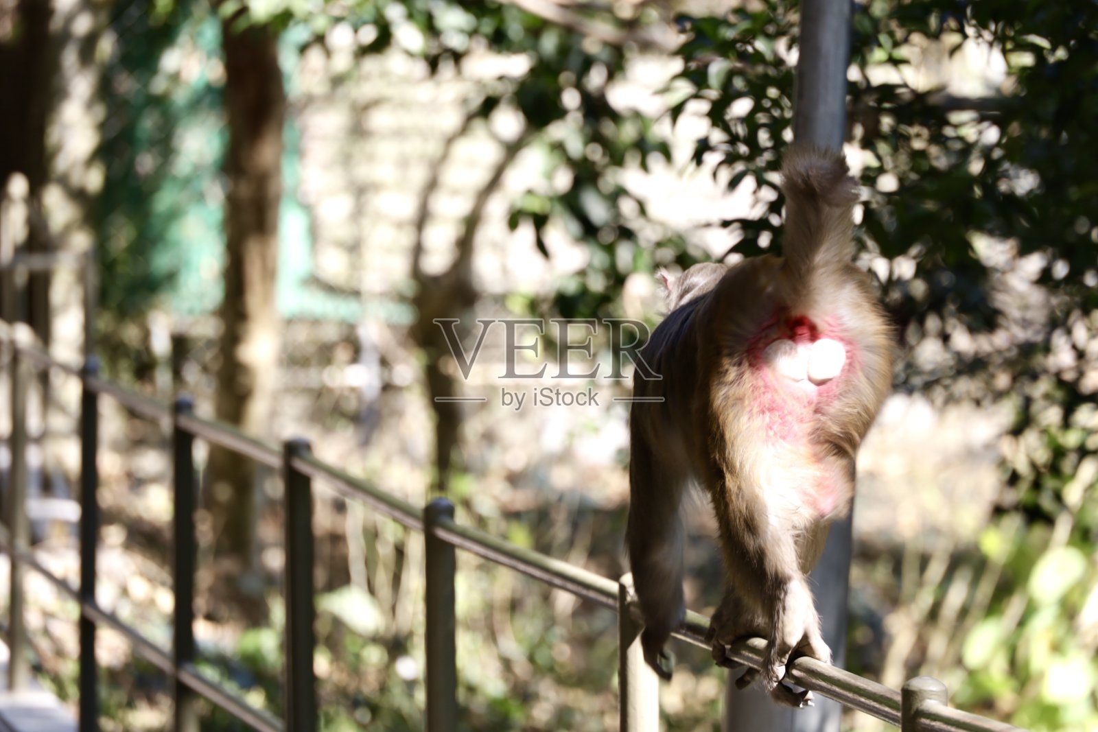 猴子在香港的生活照片摄影图片