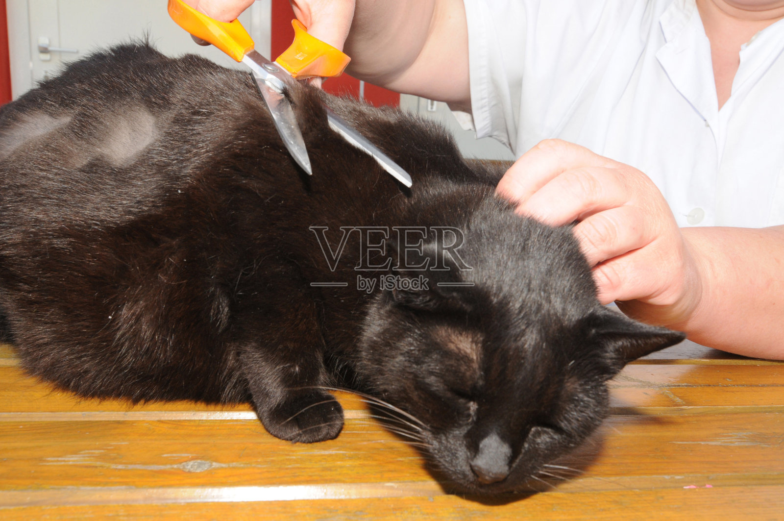 家猫，一种受欢迎的宠物动物照片摄影图片