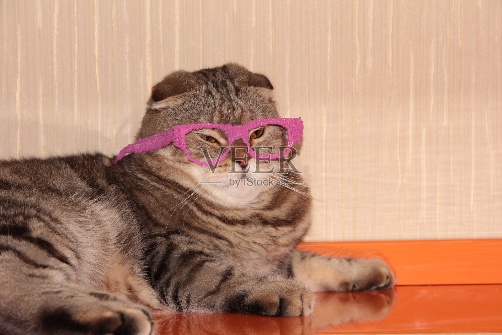 猫躺在粉红色的自制眼镜里照片摄影图片