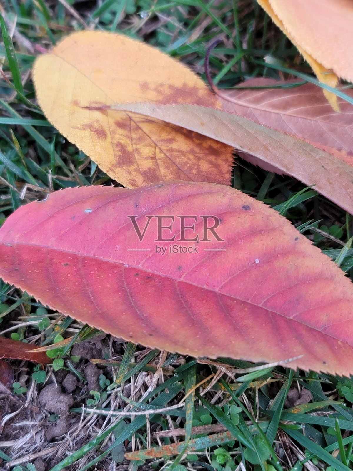 秋天照片摄影图片