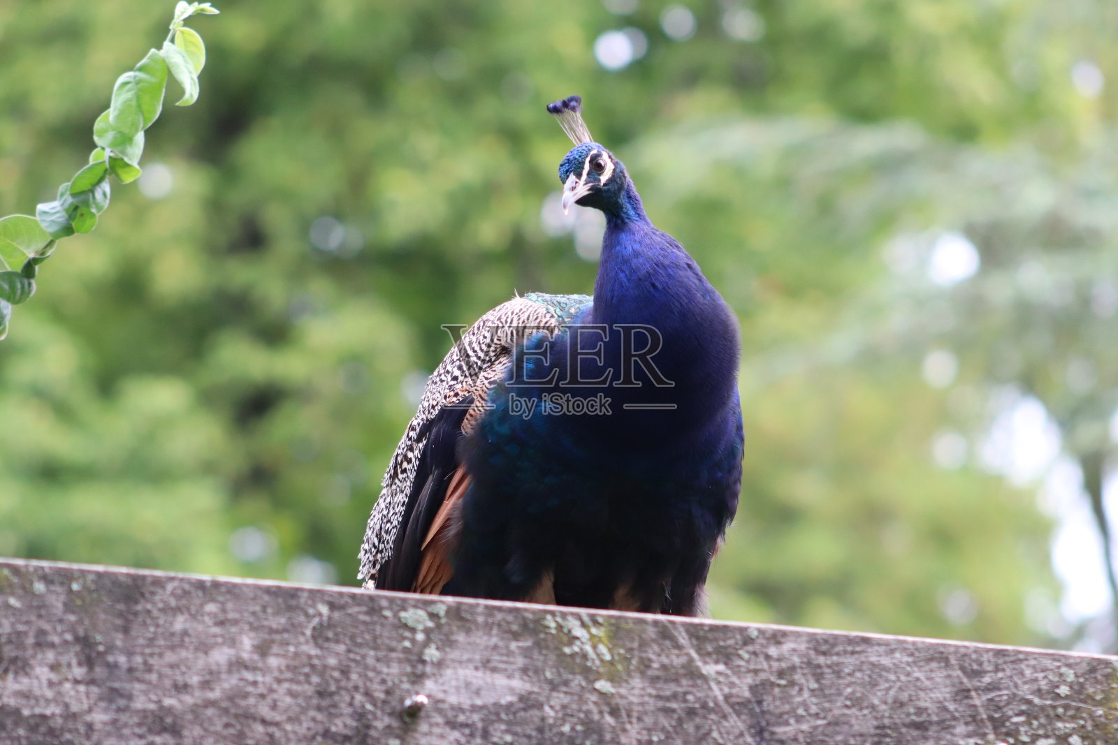 派里代萨鸟照片摄影图片