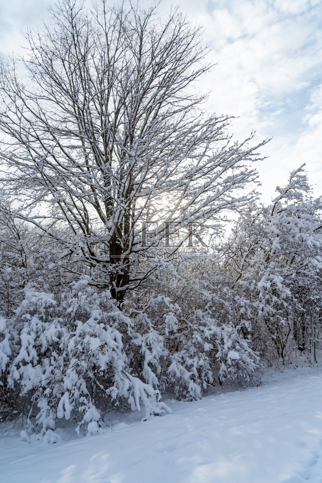 博伊德保护公园的伍德布里奇在冬天，沃恩，加拿大照片摄影图片