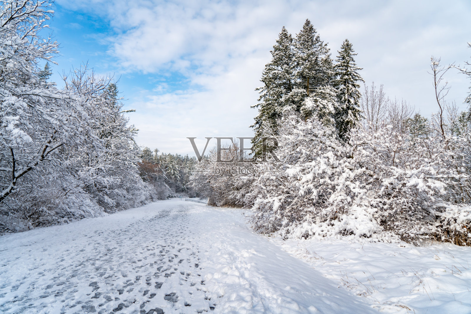 博伊德保护公园的伍德布里奇在冬天，沃恩，加拿大照片摄影图片