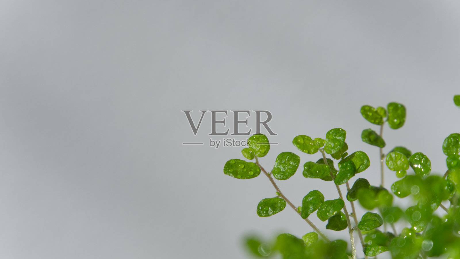 一株绿色植物和水滴在灰色的背景，复制空间，生态概念照片摄影图片