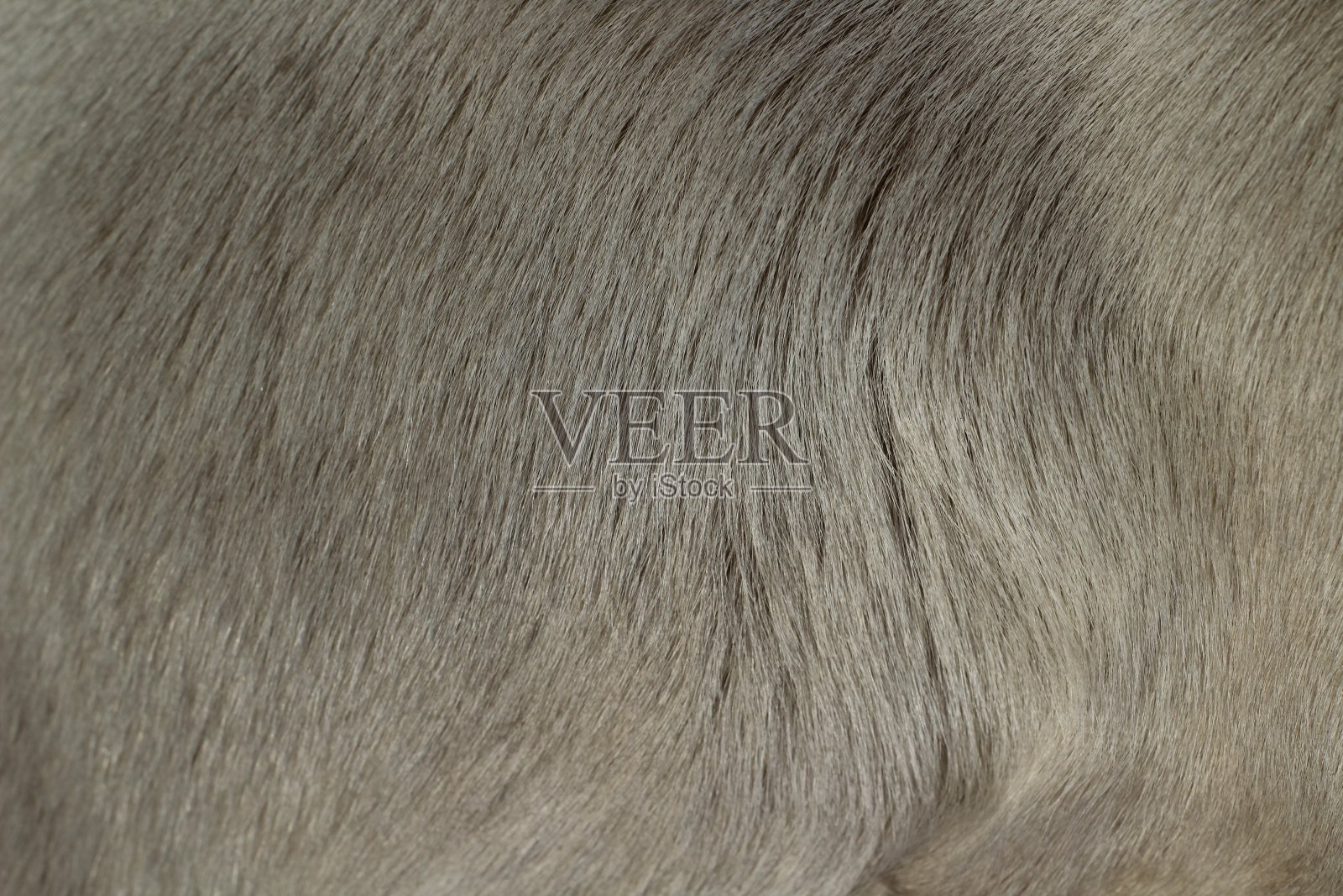 白色狗短毛纹理背景可爱的小狗照片摄影图片