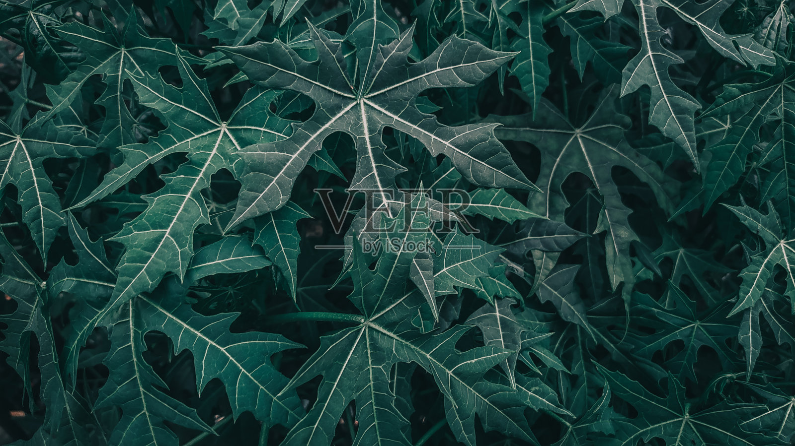 木薯叶照片摄影图片