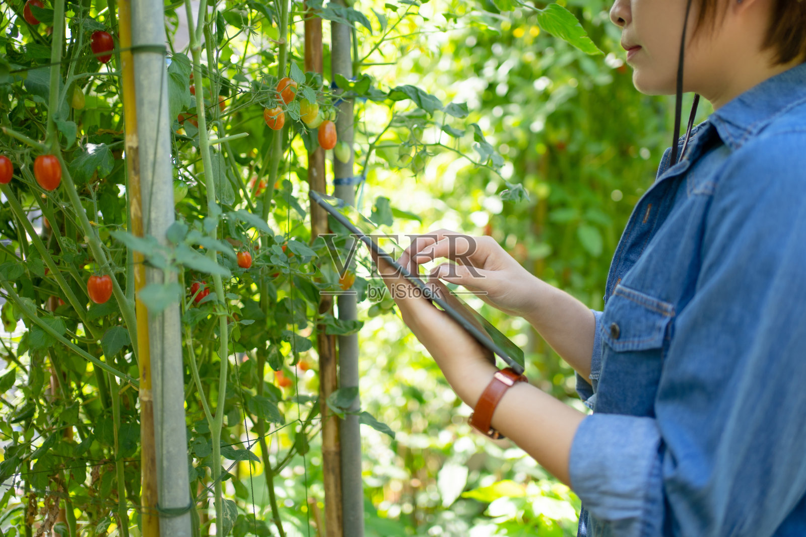 亚洲农民正计划种植平板电脑。照片摄影图片
