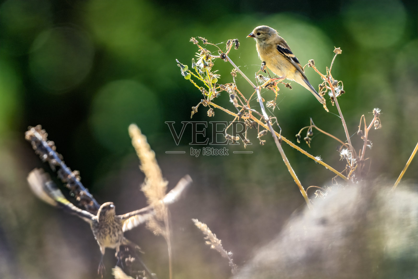 不列颠哥伦比亚省温哥华岛的鸟类照片摄影图片