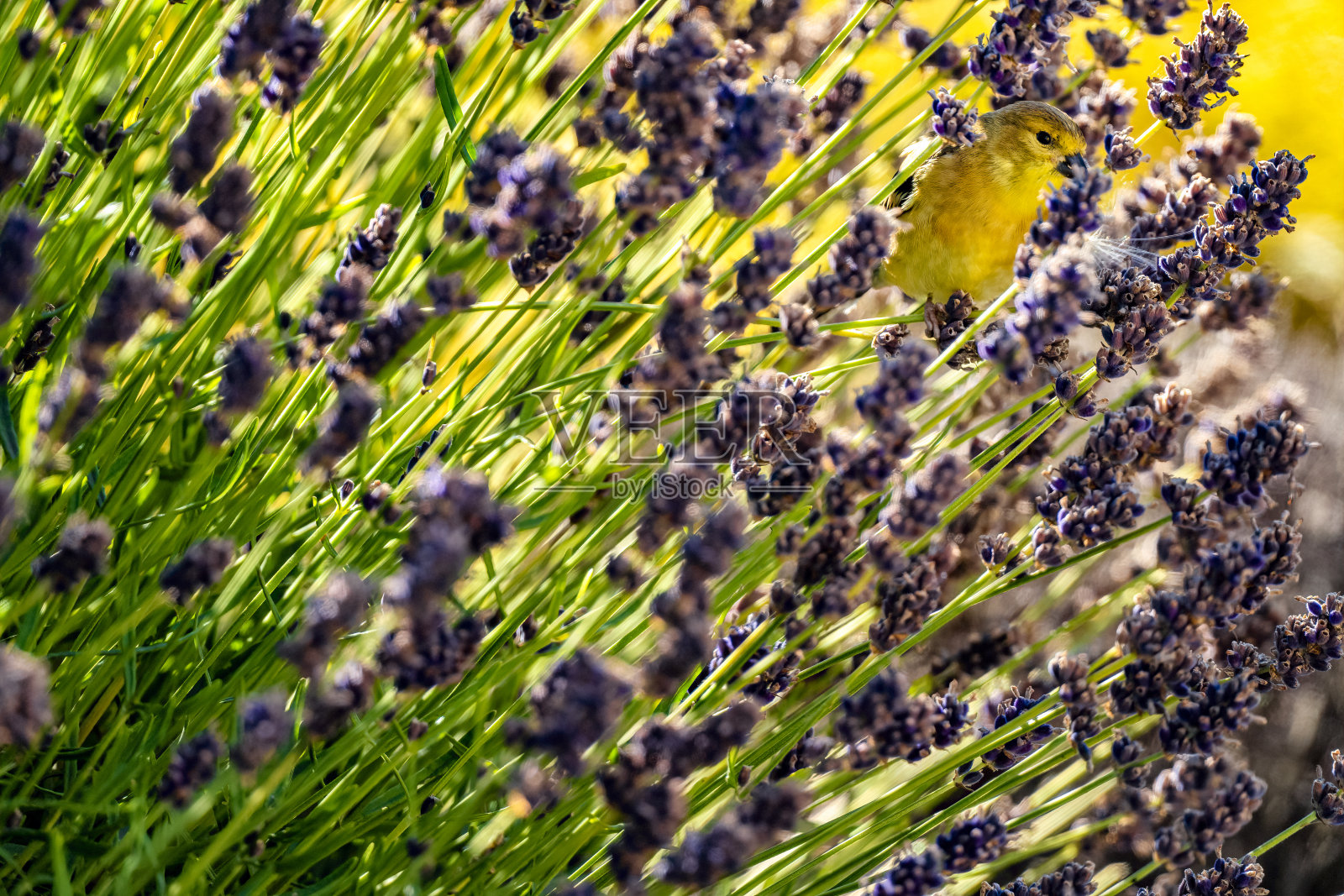 不列颠哥伦比亚省温哥华岛的鸟类照片摄影图片