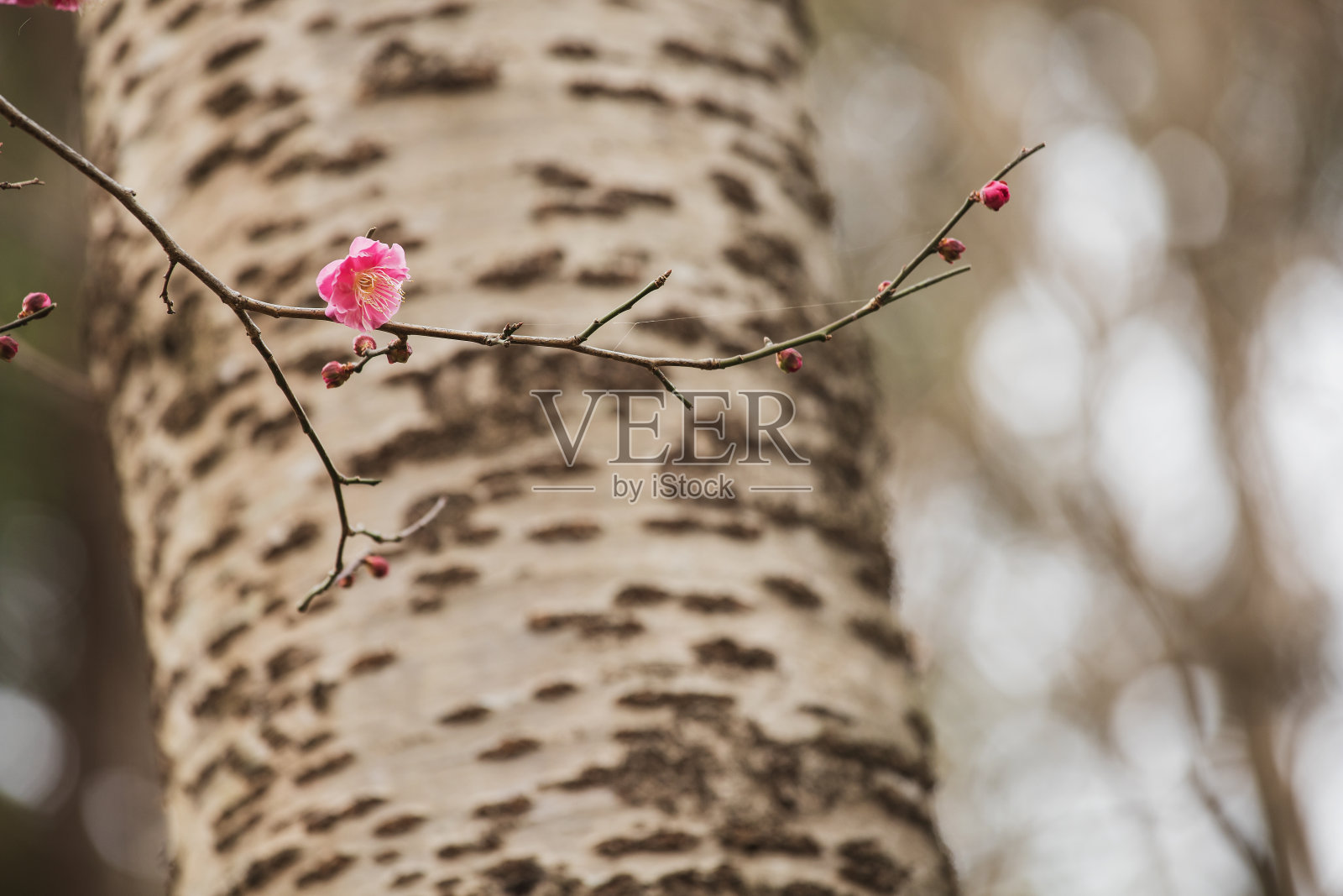 梅花照片摄影图片