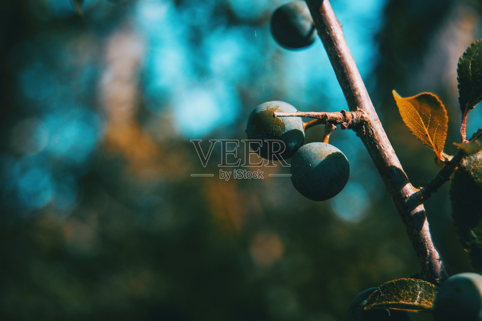 刺李小枝上结果实照片摄影图片