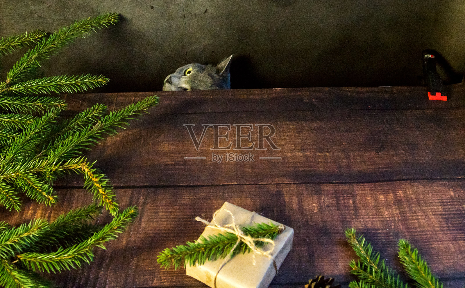 顽皮的灰色苏格兰猫从桌子下窥视在一个灰色背景的工作室照片摄影图片