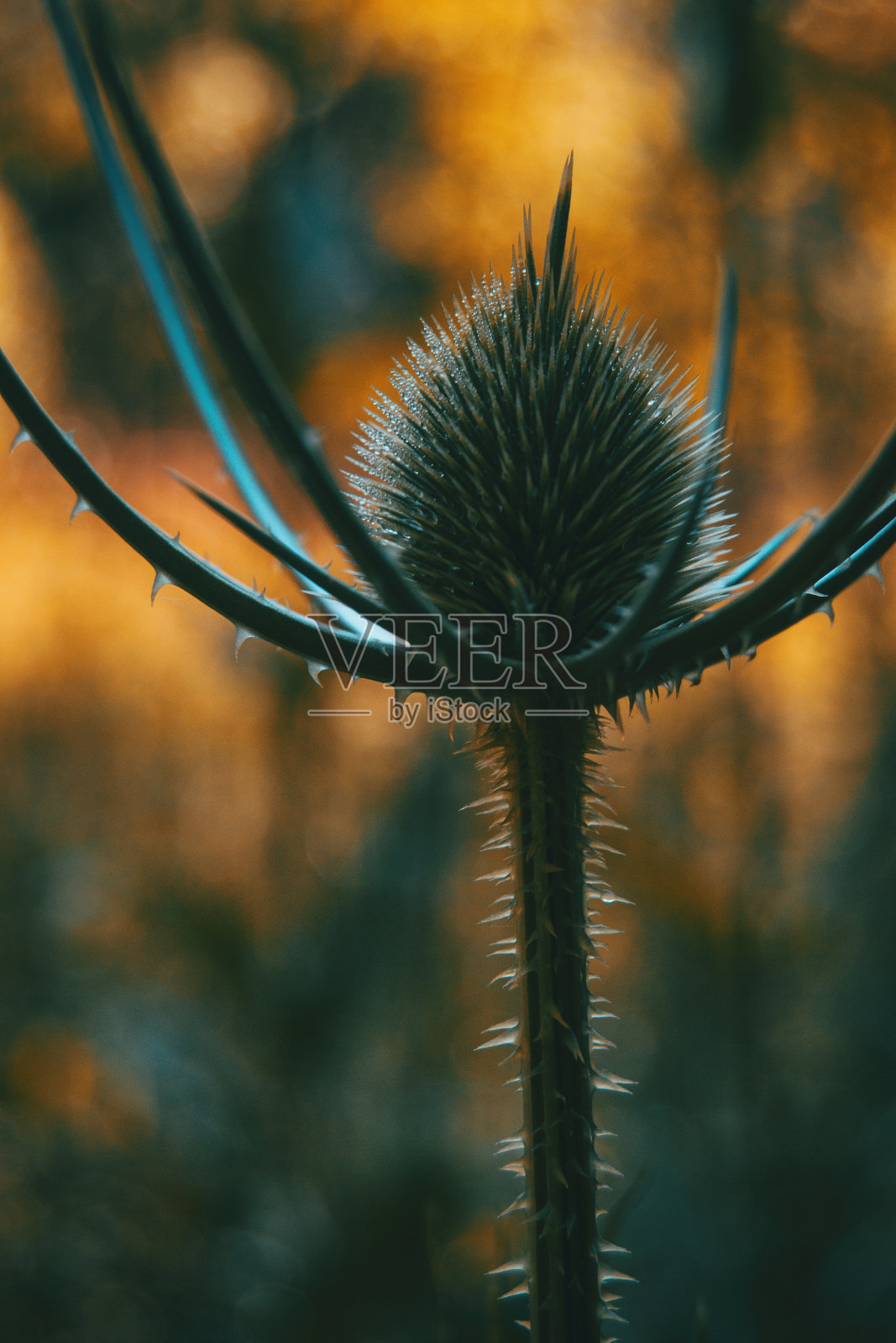 续断花干花照片摄影图片