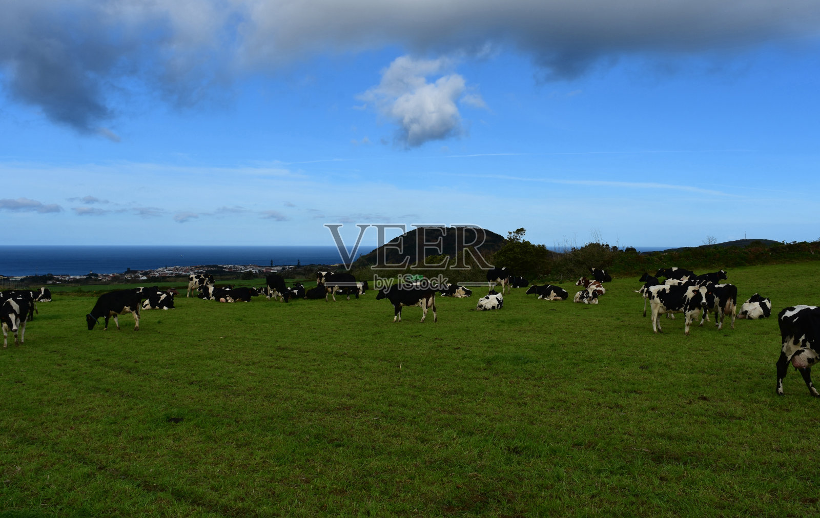 奶牛在草地上吃草照片摄影图片