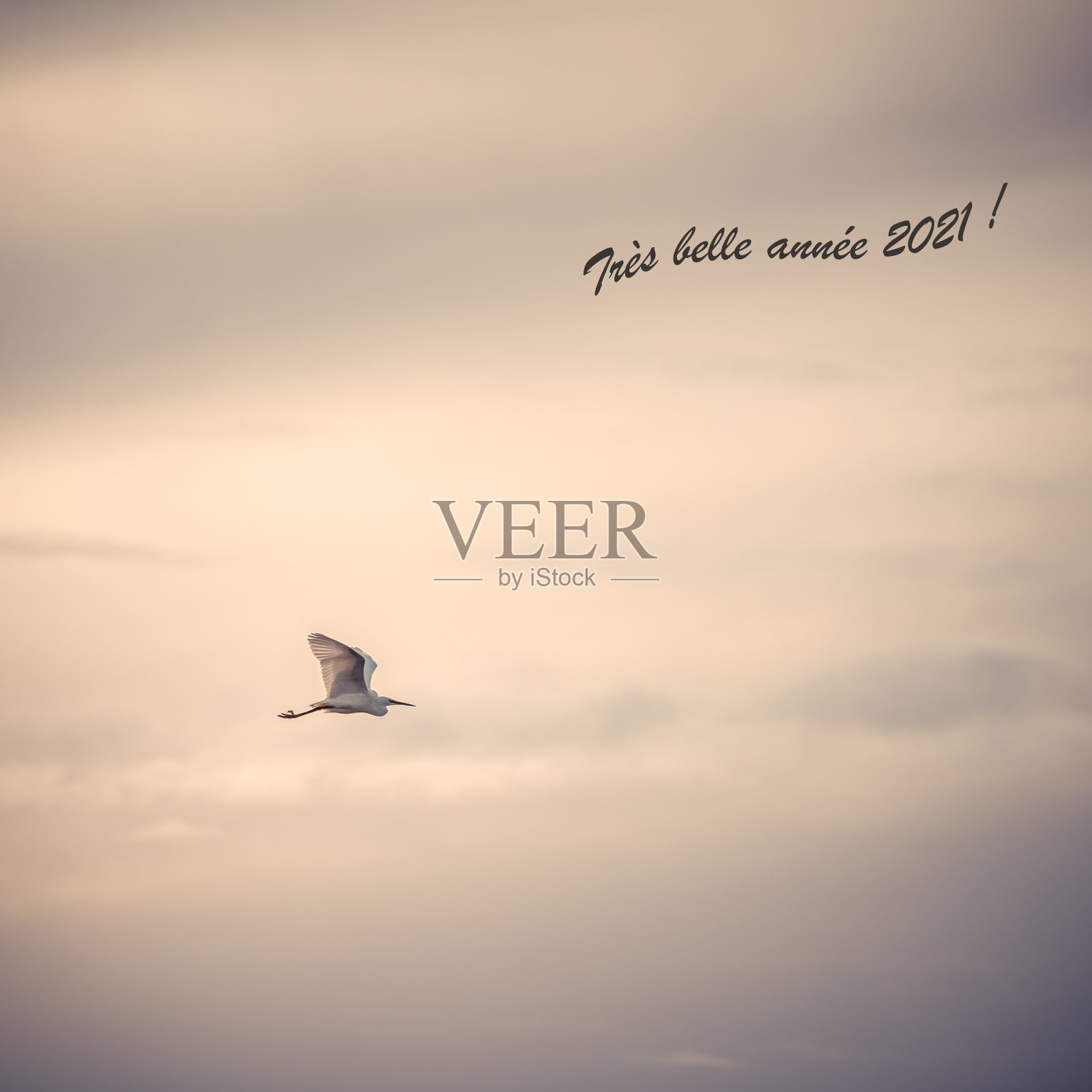 孤独白鹭在空中飞翔写“2021年新年快乐”照片摄影图片