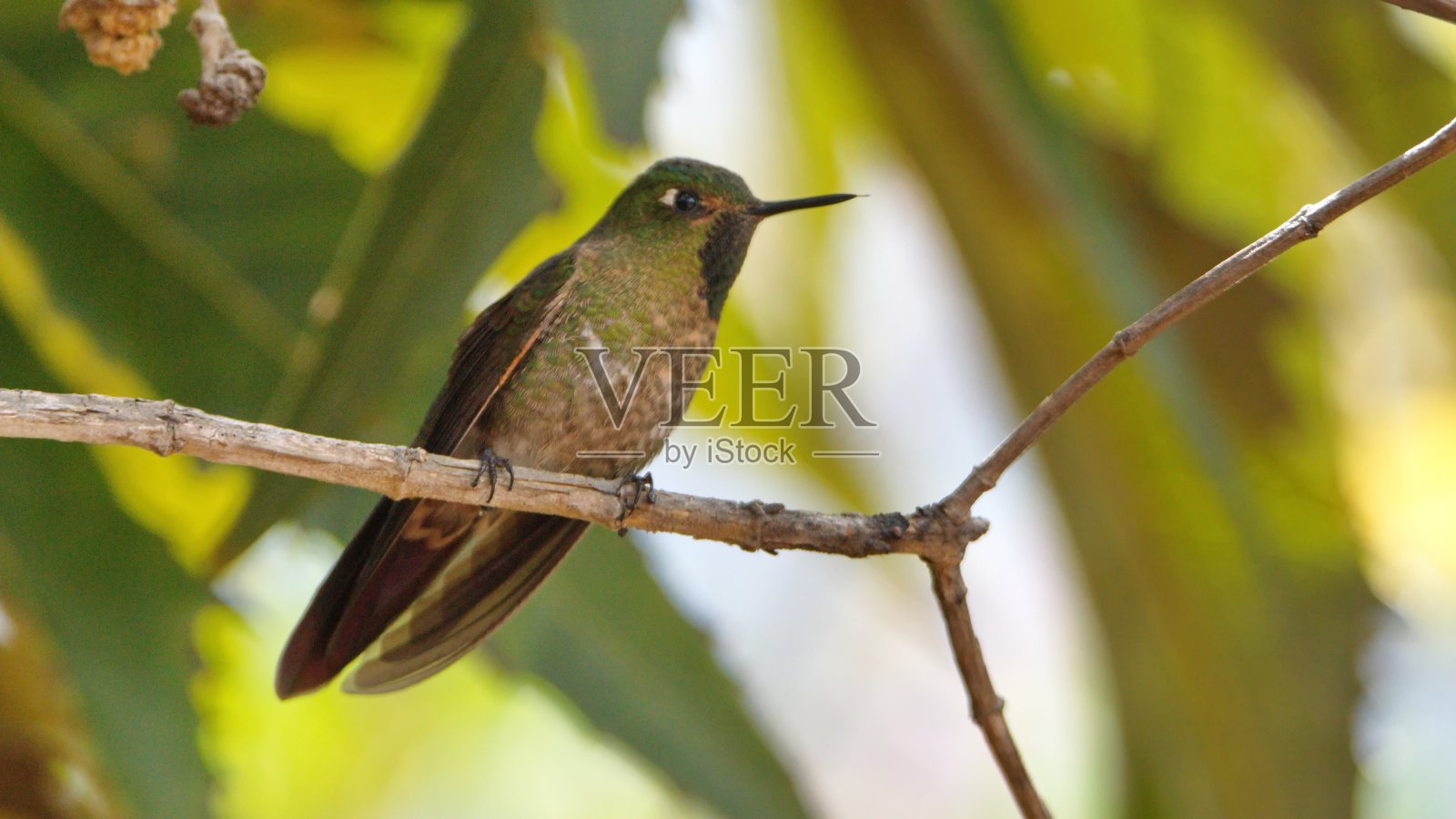 闪亮的阳光蜂鸟照片摄影图片