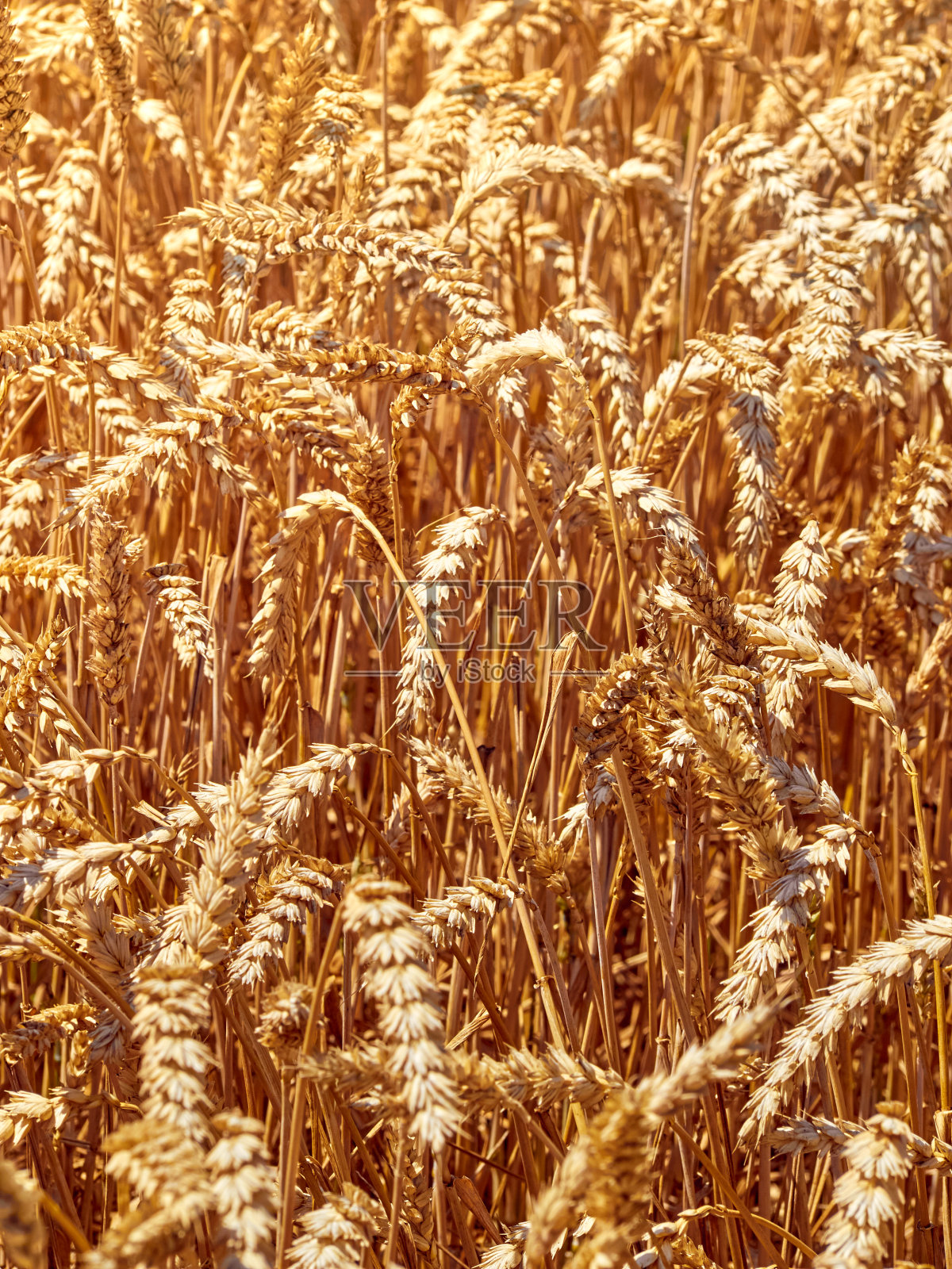 在阳光明媚的日子里，麦田里有小麦。照片摄影图片