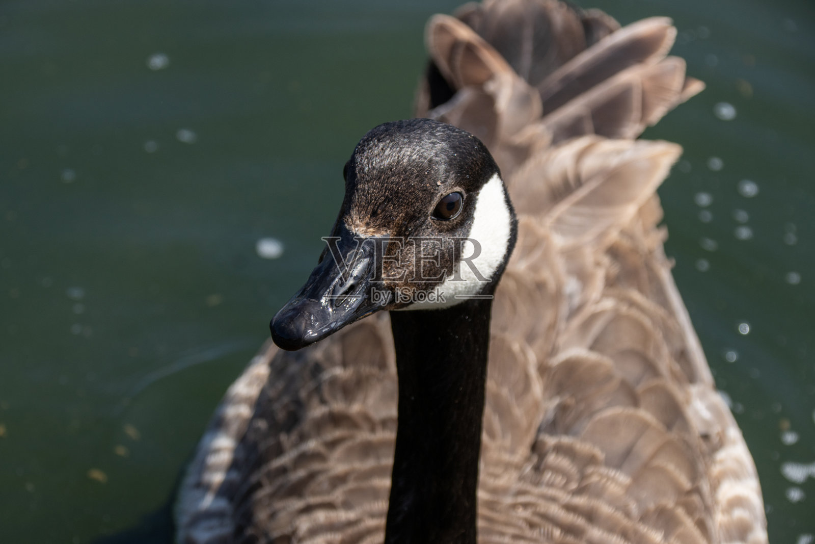 一只鸭子的特写照片照片摄影图片