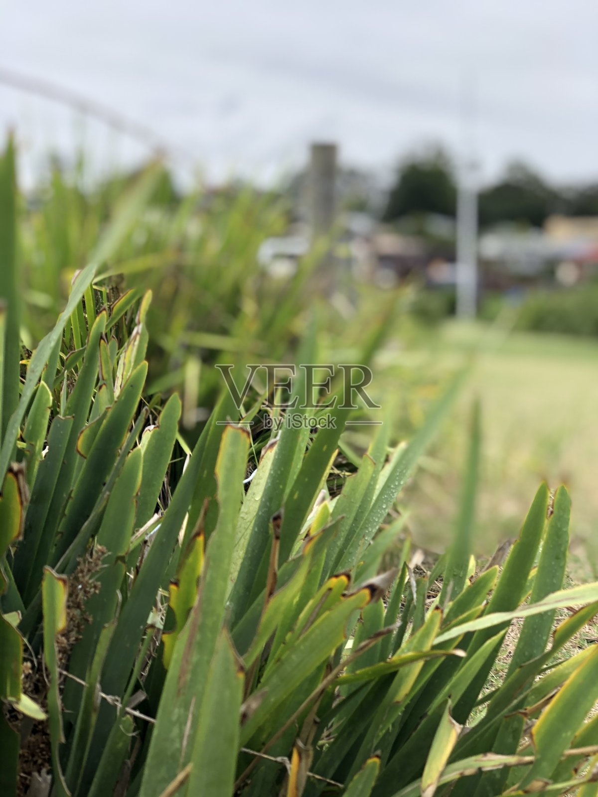 海滩上的植物照片摄影图片