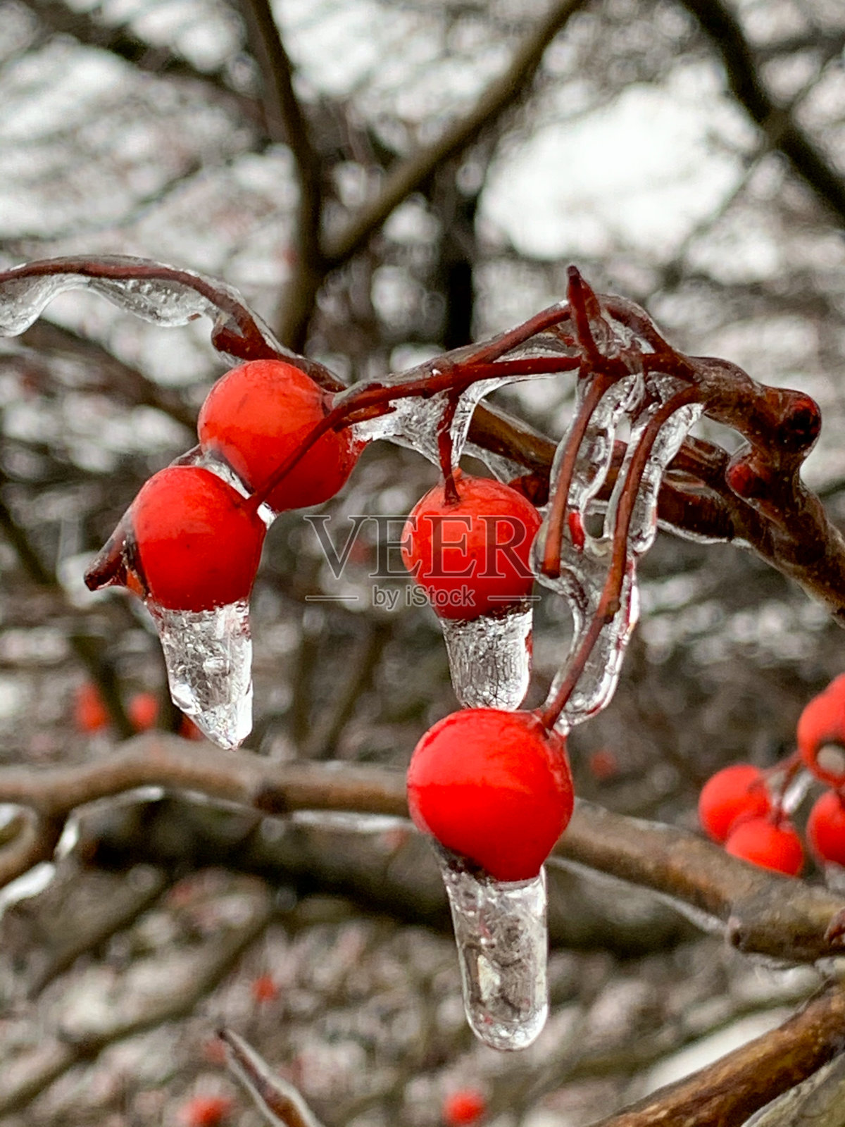 浆果和冰照片摄影图片