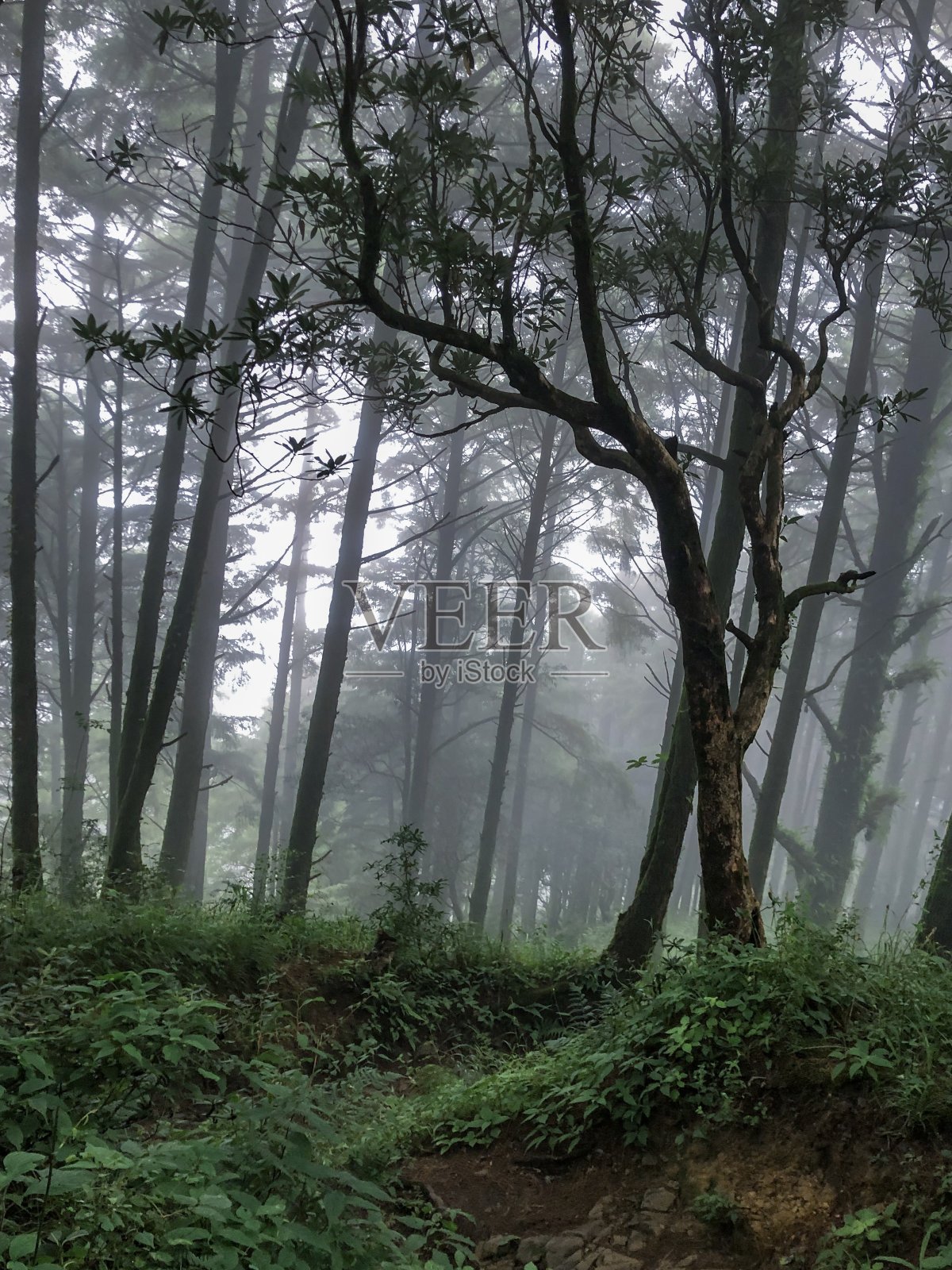 古老的丛林照片摄影图片