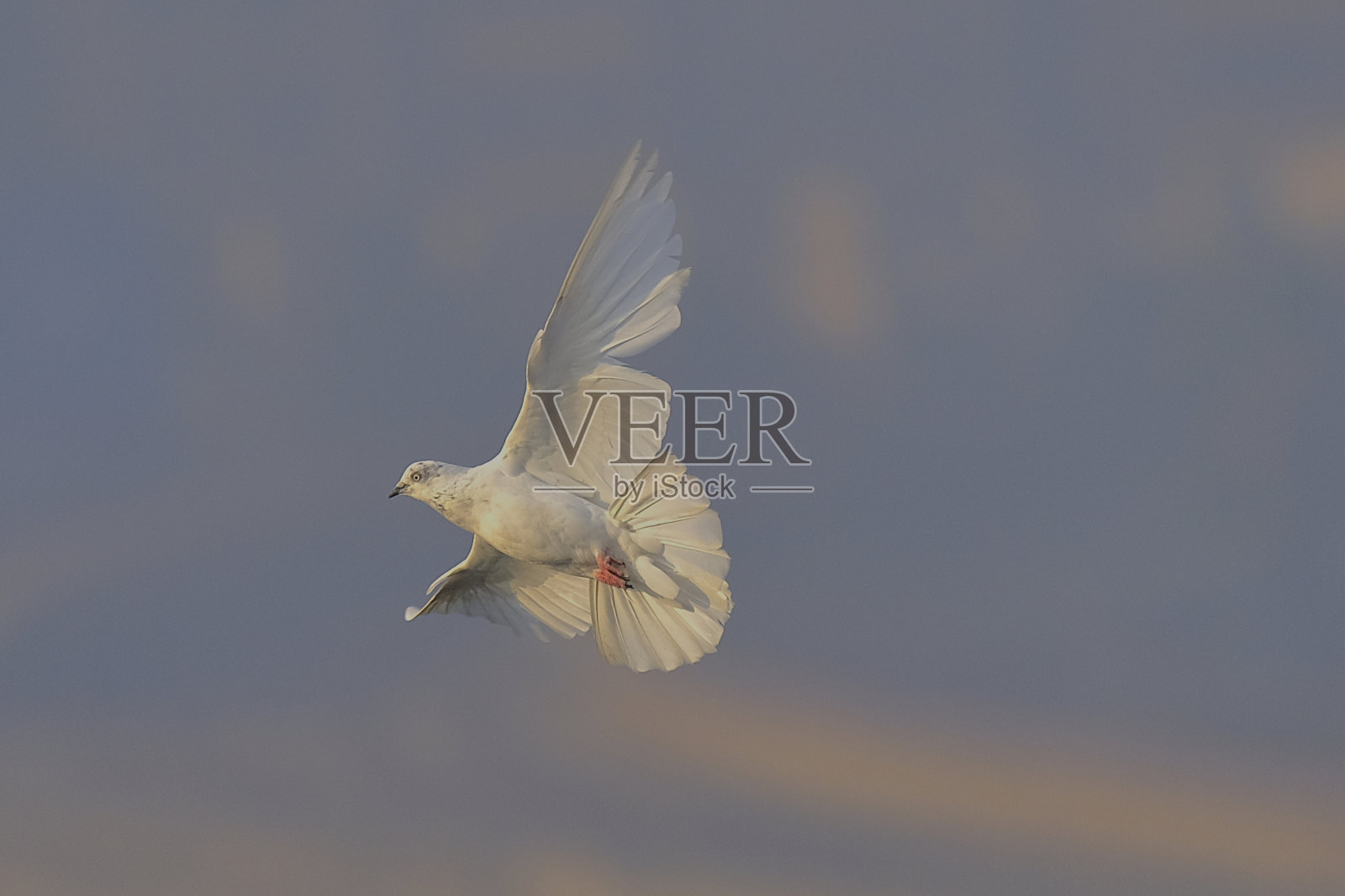 白色/摇滚/国内鸽子照片摄影图片