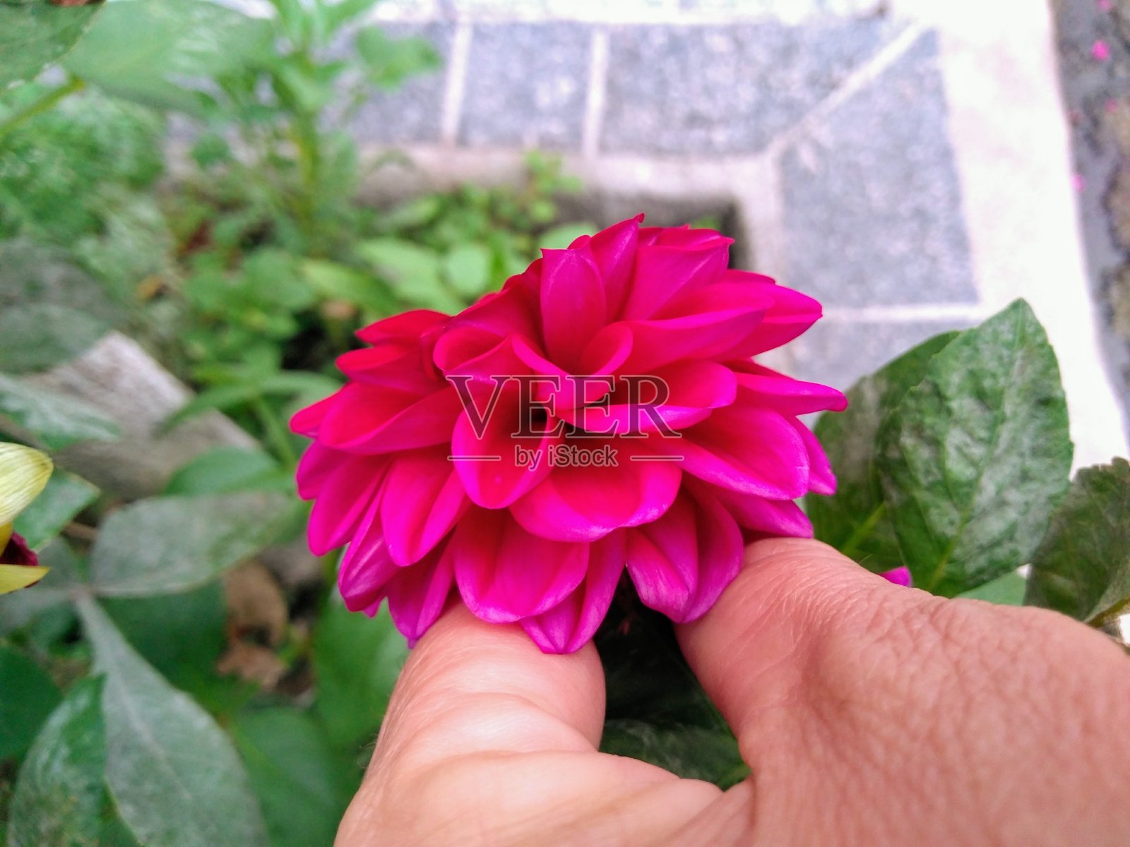 粉红色的花照片摄影图片