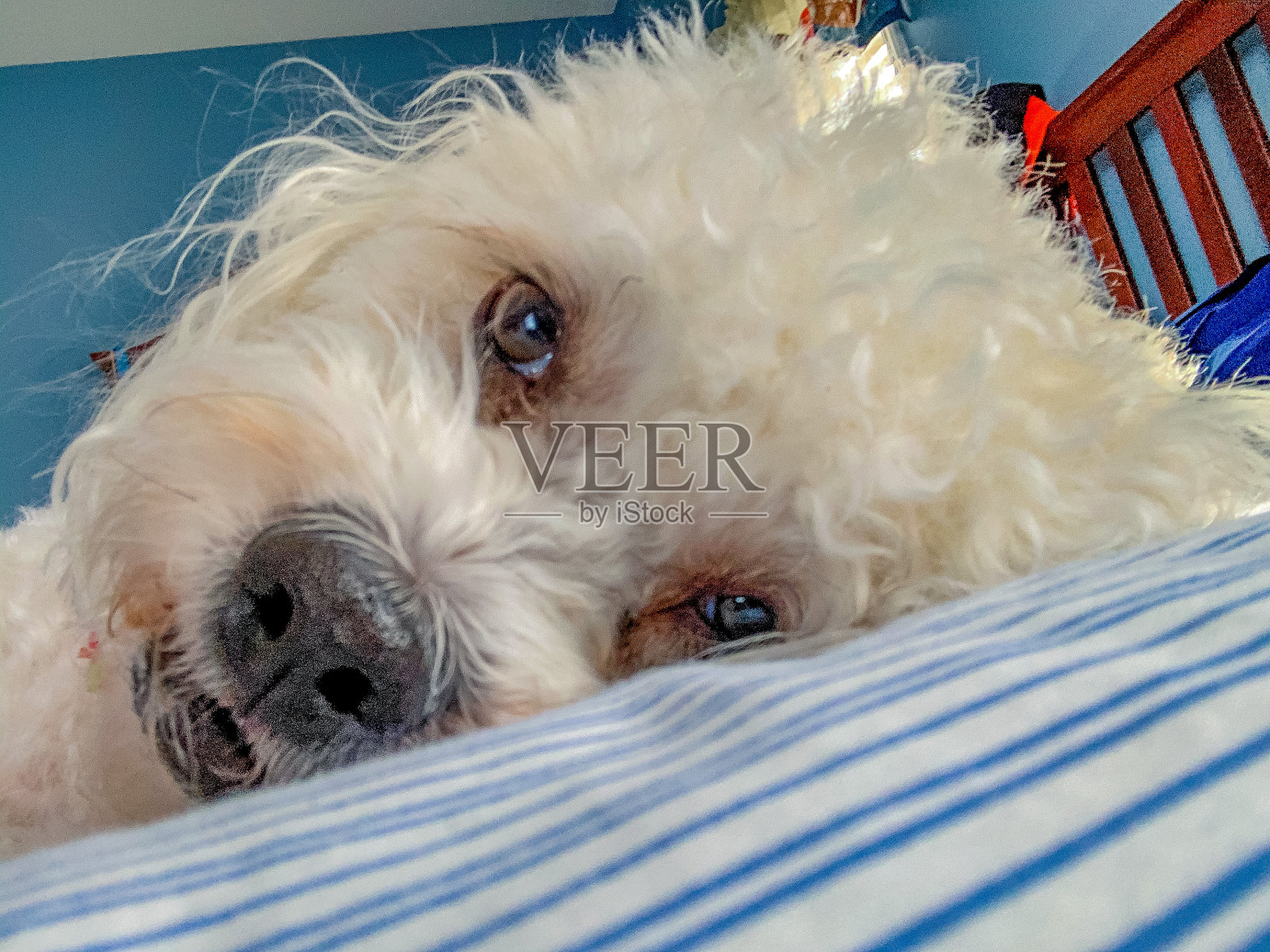 睡狗躺在床上照片摄影图片