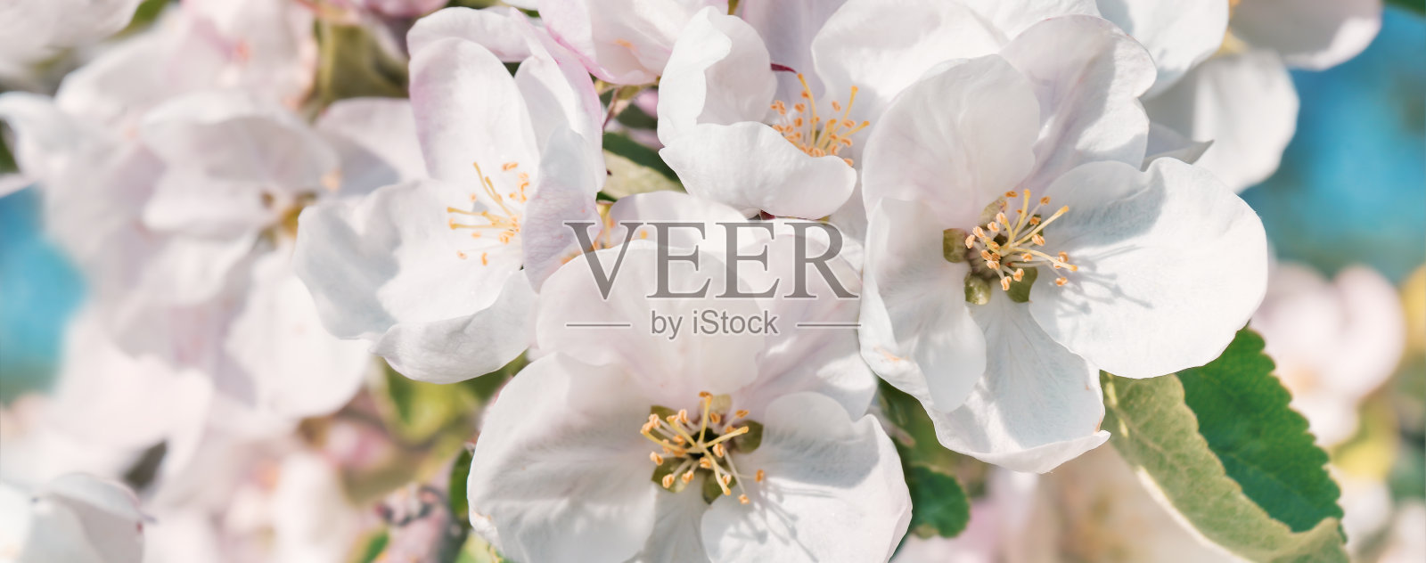 春日花开的树枝，在碧蓝的天空上散着枝叶照片摄影图片