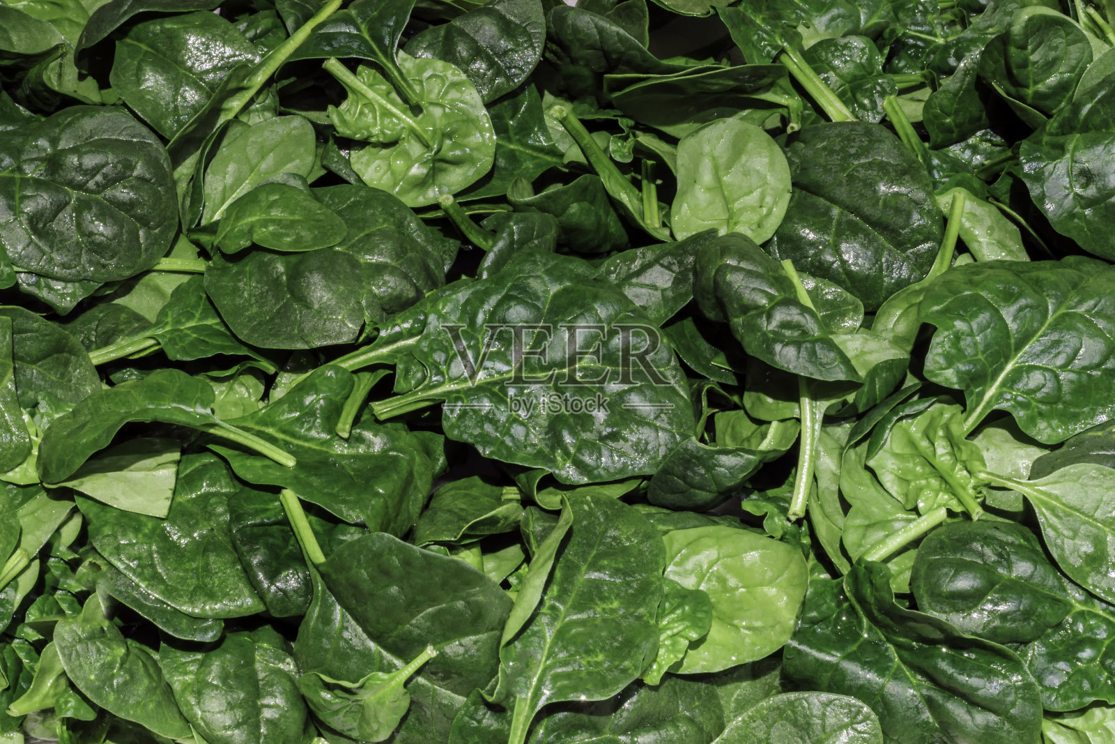 新鲜洗过的菠菜叶子闭合照片摄影图片