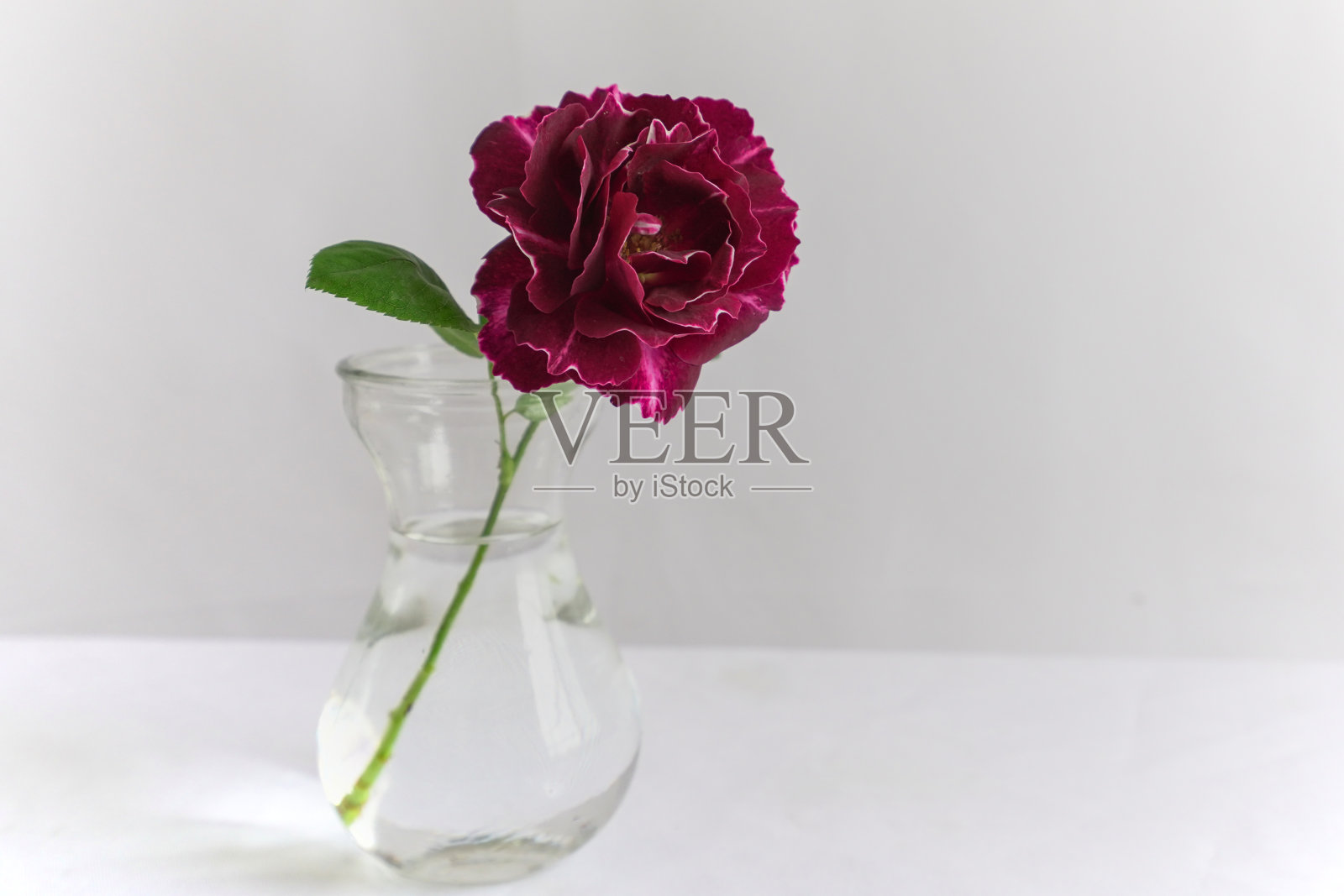 一只大红玫瑰插在玻璃花瓶里，复制空间，白色背景照片摄影图片