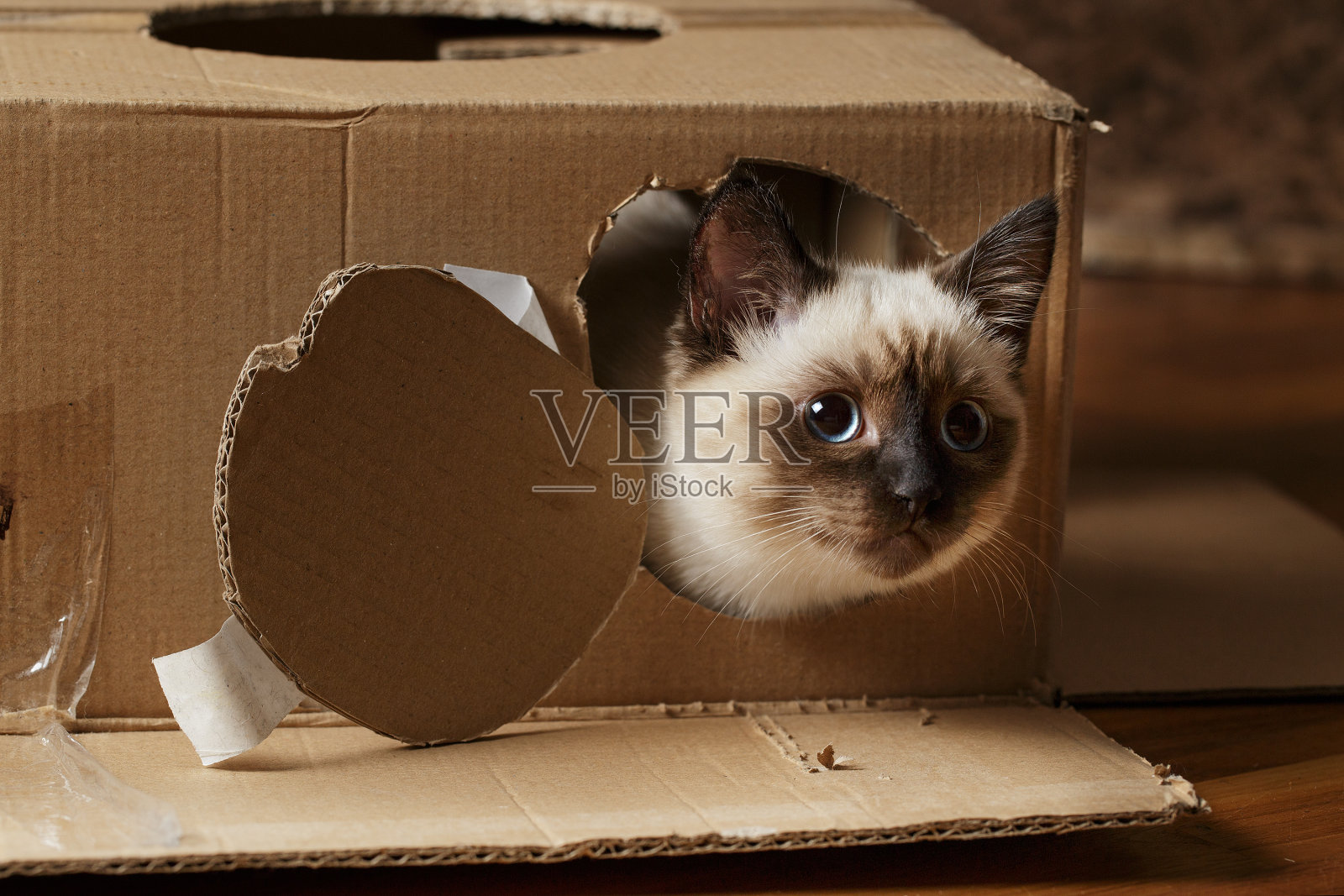小猫坐在纸板箱里，顽皮的小猫照片摄影图片