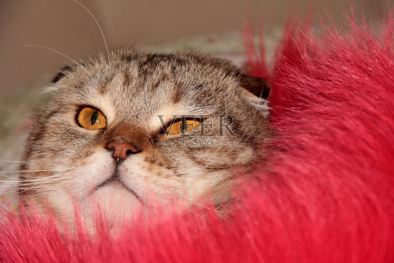 猫特写。一只穿着红色毛皮的猫的肖像。迷人的时尚的猫照片摄影图片