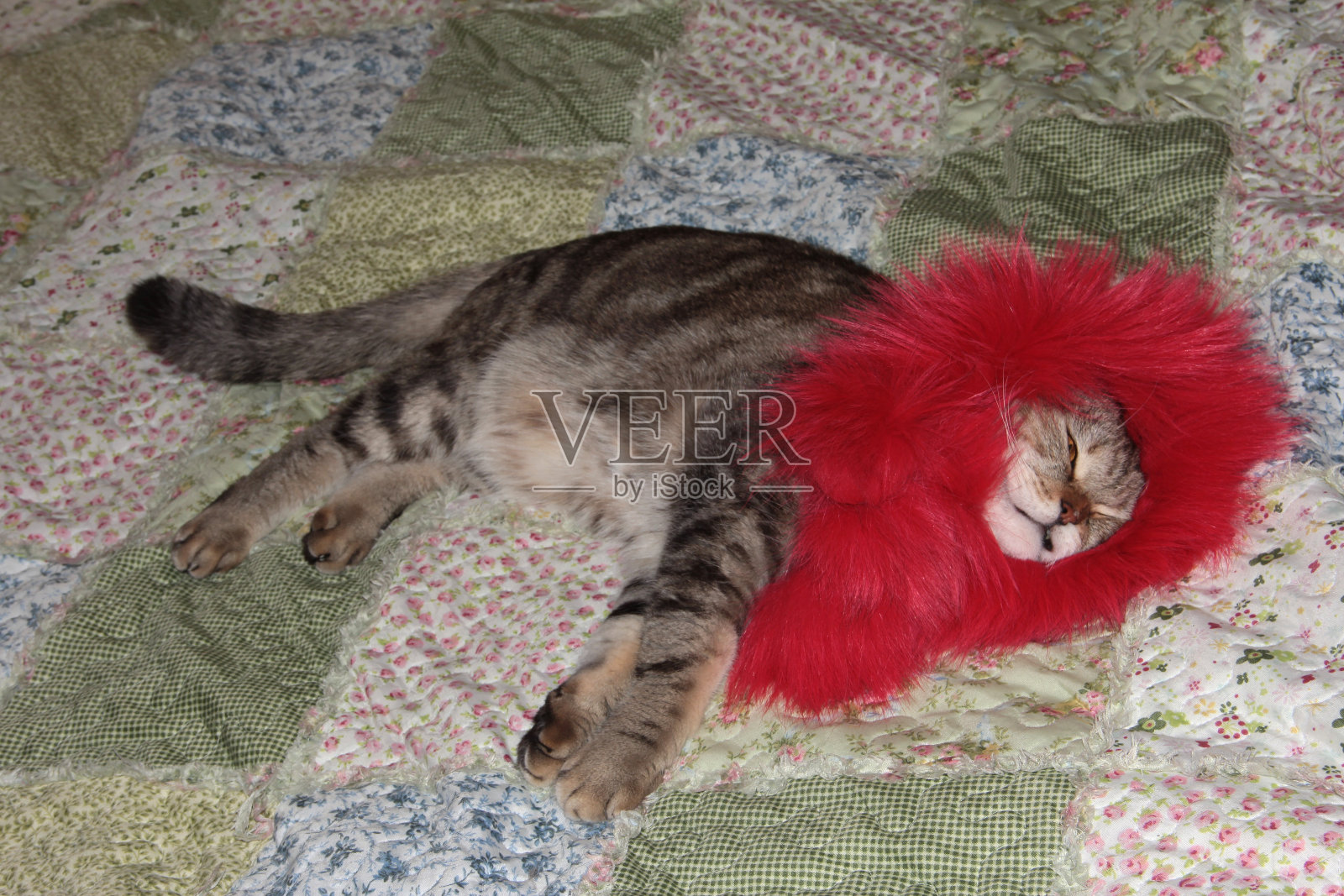 猫很时髦。宠物脖子上的红色毛皮照片摄影图片