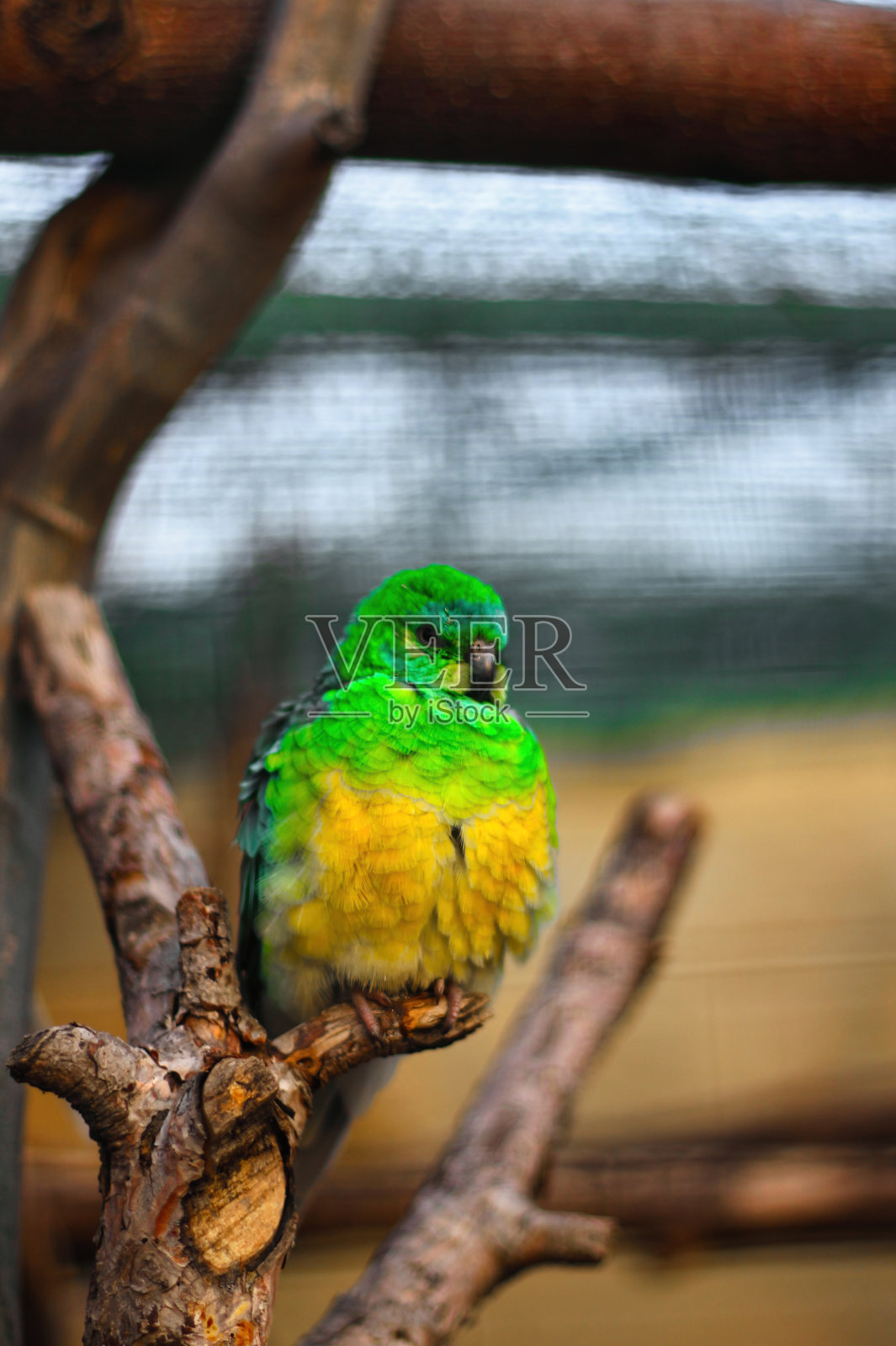 绿色和黄色金刚鹦鹉照片摄影图片