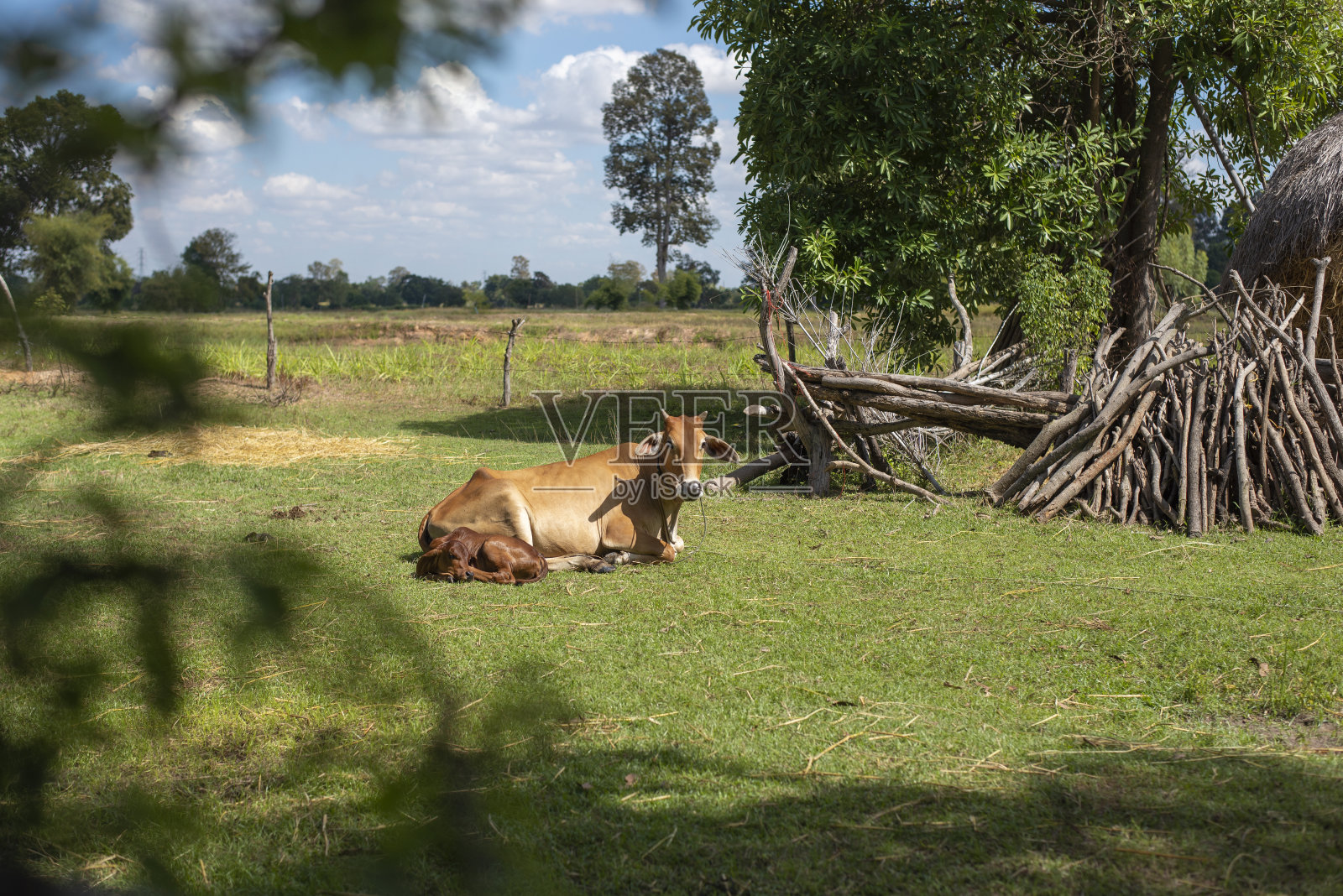 睡觉的牛照片摄影图片