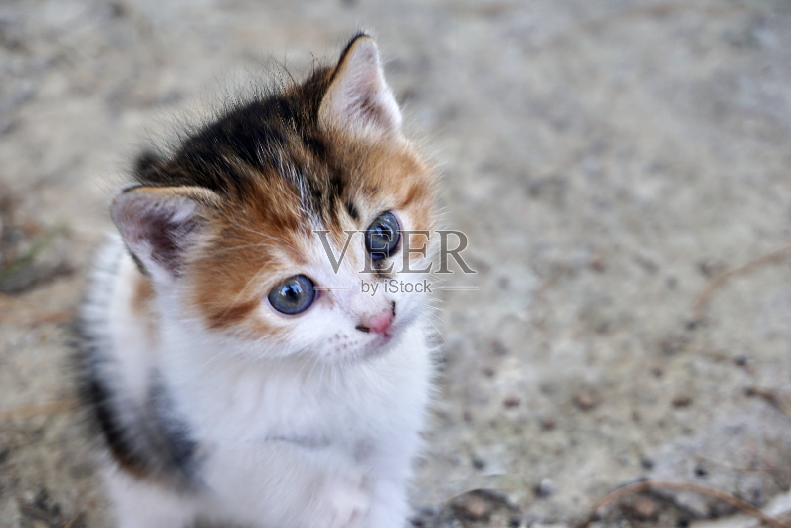 漂亮的小猫即将诞生照片摄影图片