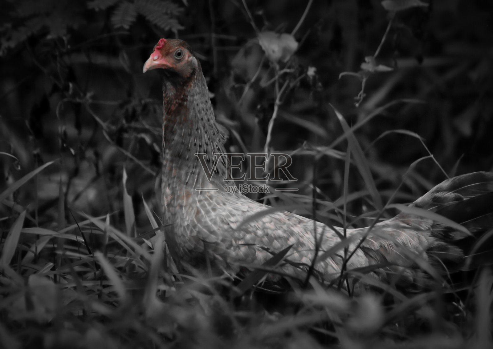 动物/野生动物照片摄影图片