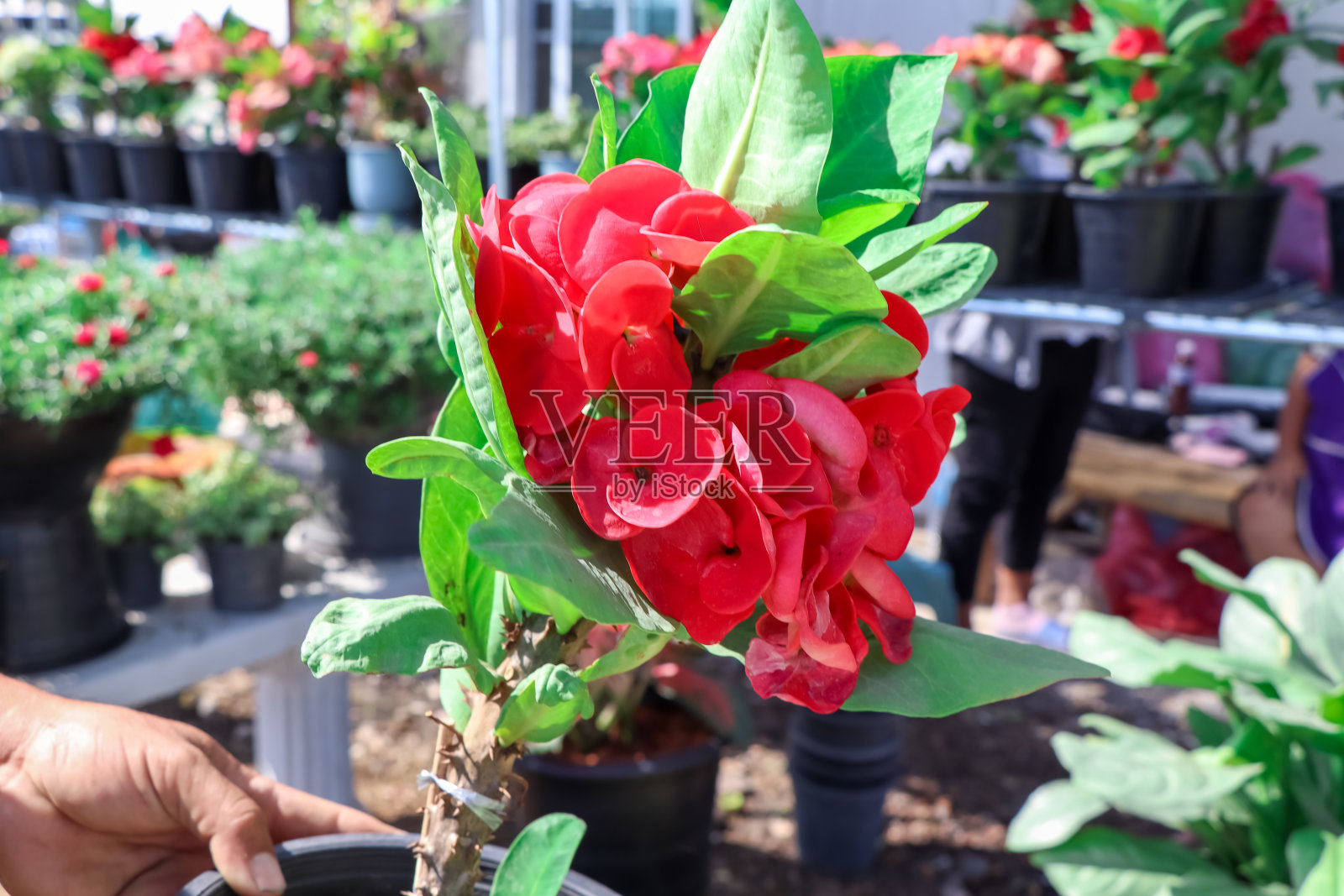 大戟花照片摄影图片