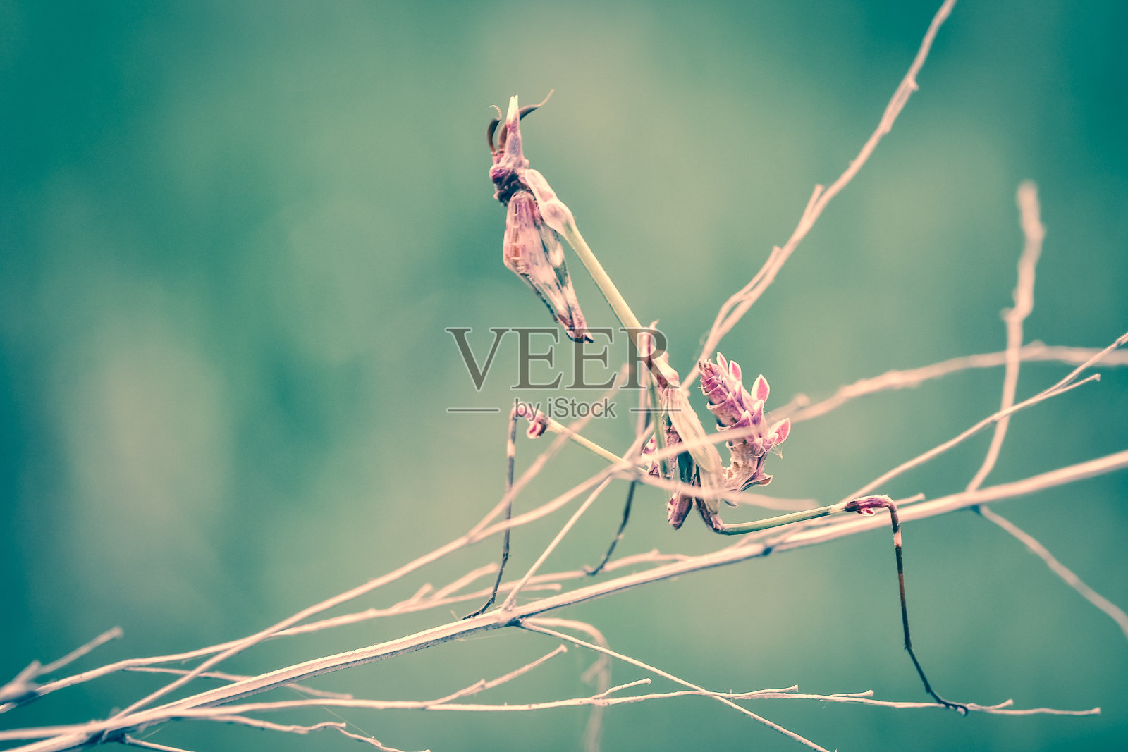 华丽的宏观蝴蝶和昆虫与柔和的色调照片摄影图片