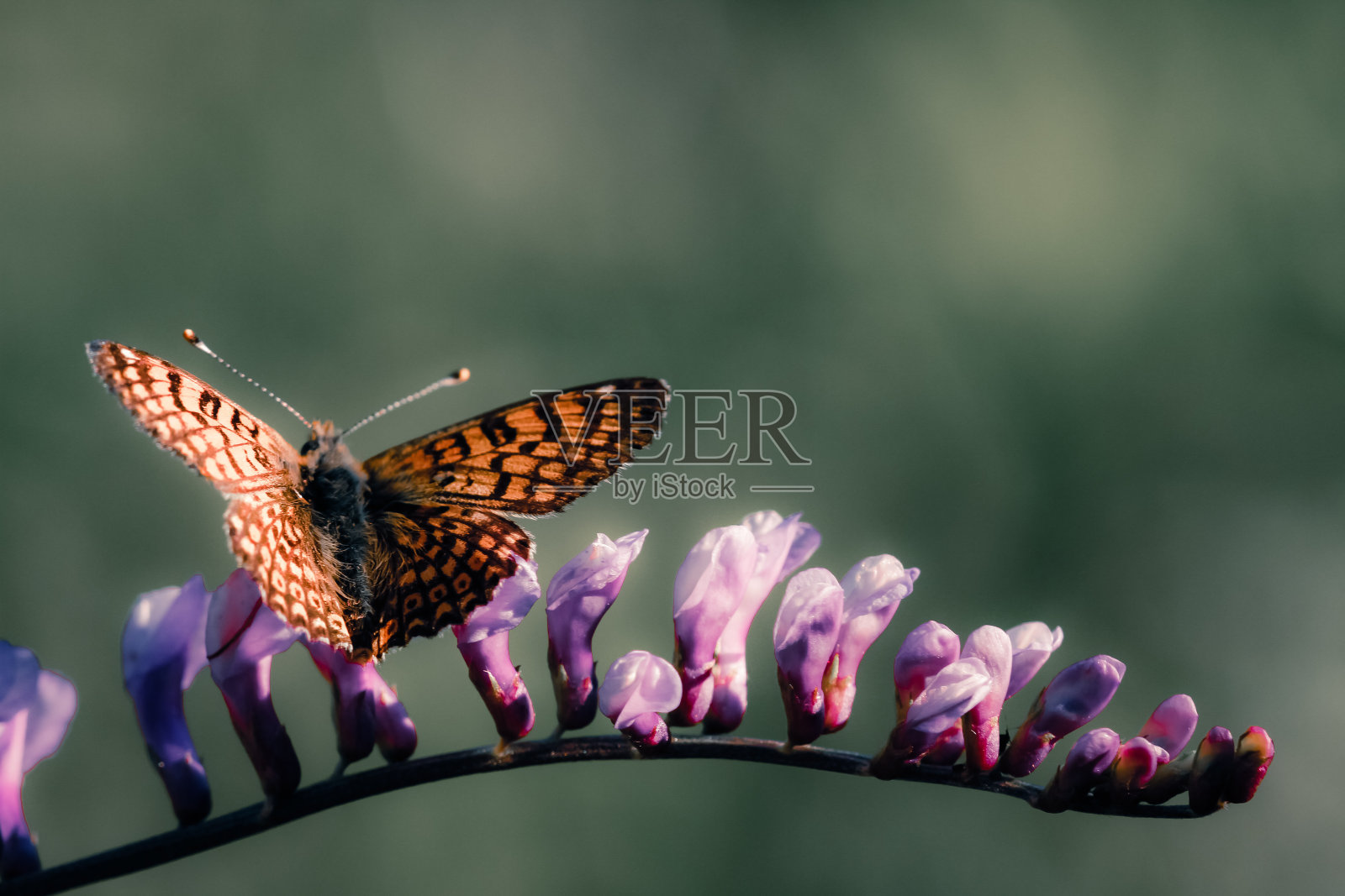 华丽的宏观蝴蝶和昆虫与柔和的色调照片摄影图片