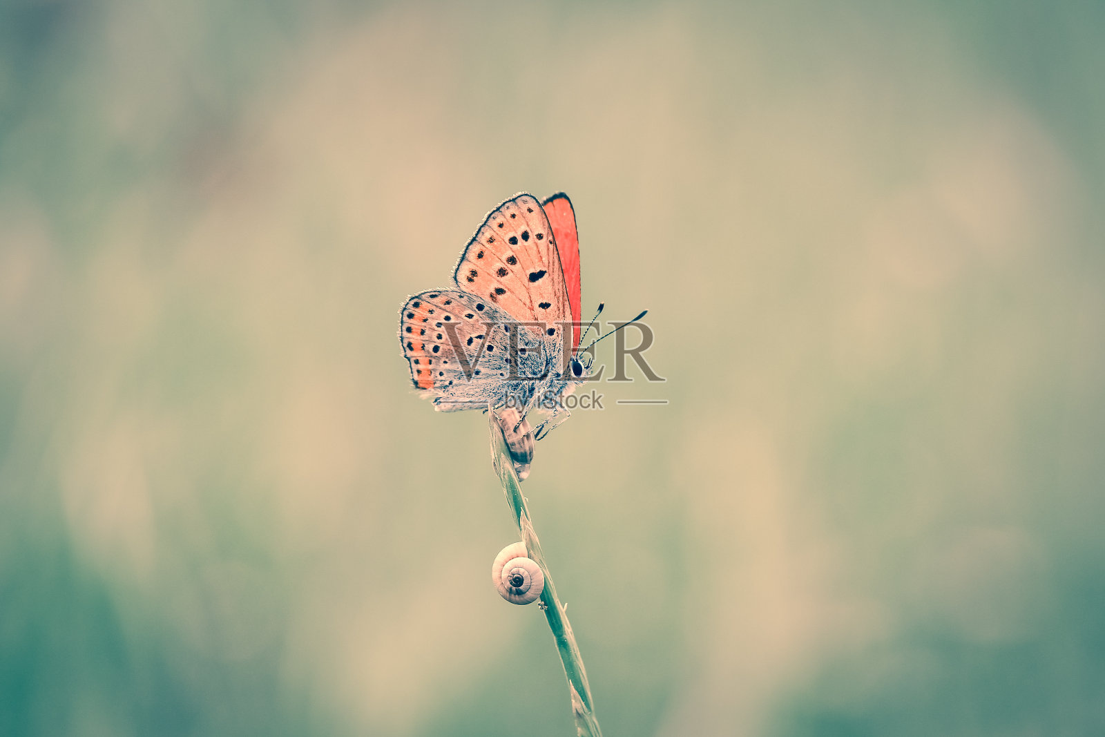 华丽的宏观蝴蝶和昆虫与柔和的色调照片摄影图片