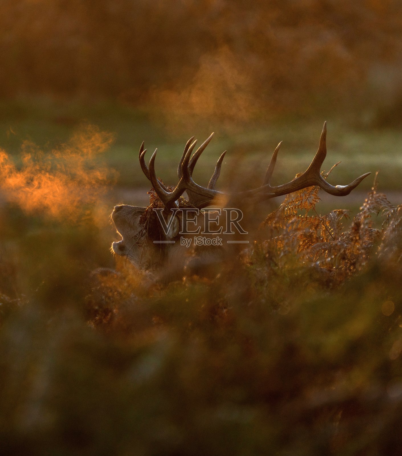 阉割过的雄鹿照片摄影图片