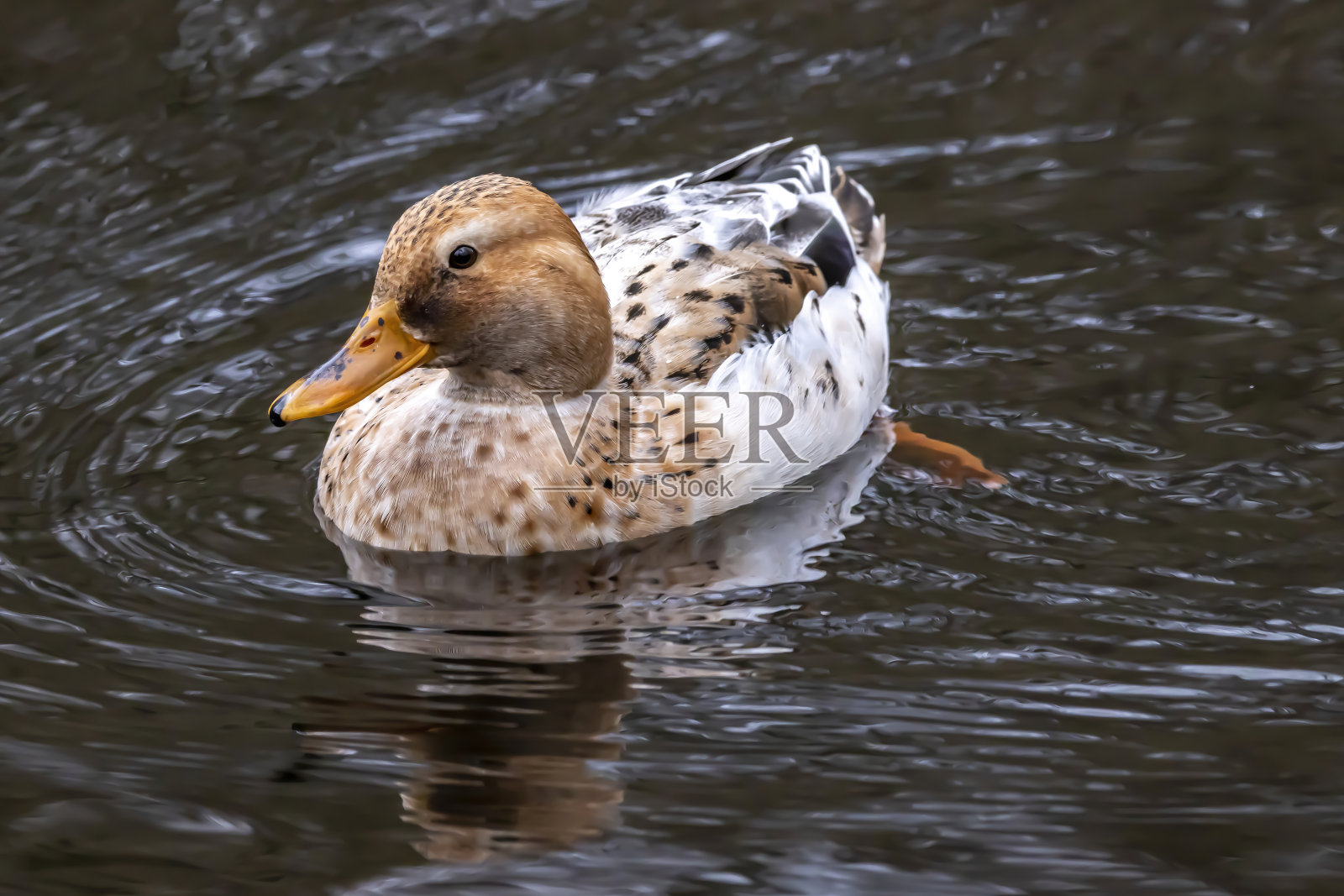 鸭子在一个小湖里。照片摄影图片