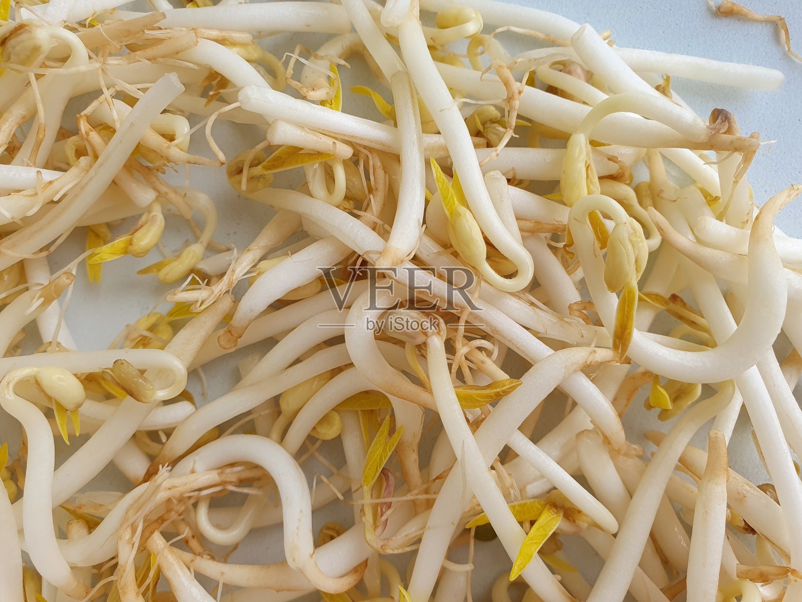 大豆发芽照片摄影图片