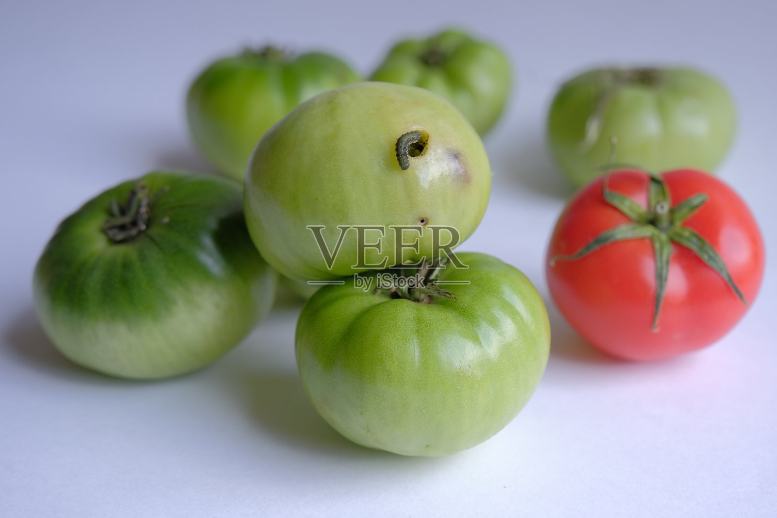 番茄卡特彼勒害虫。破坏番茄作物的绿毛虫。毛虫只吃绿色的西红柿。作物(收获)失败概念照片摄影图片