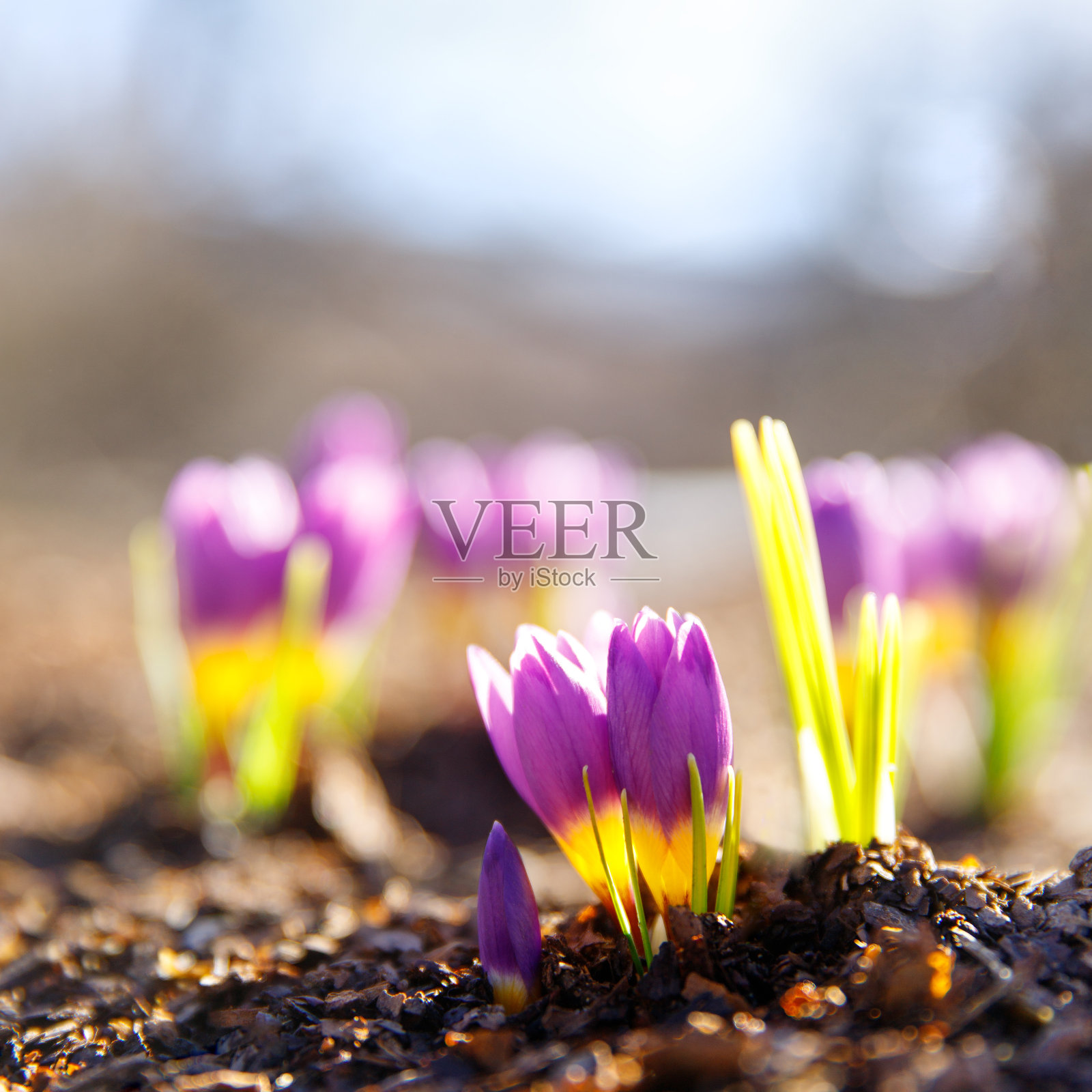 紫罗兰/紫色的番红花盛开在田野上照片摄影图片